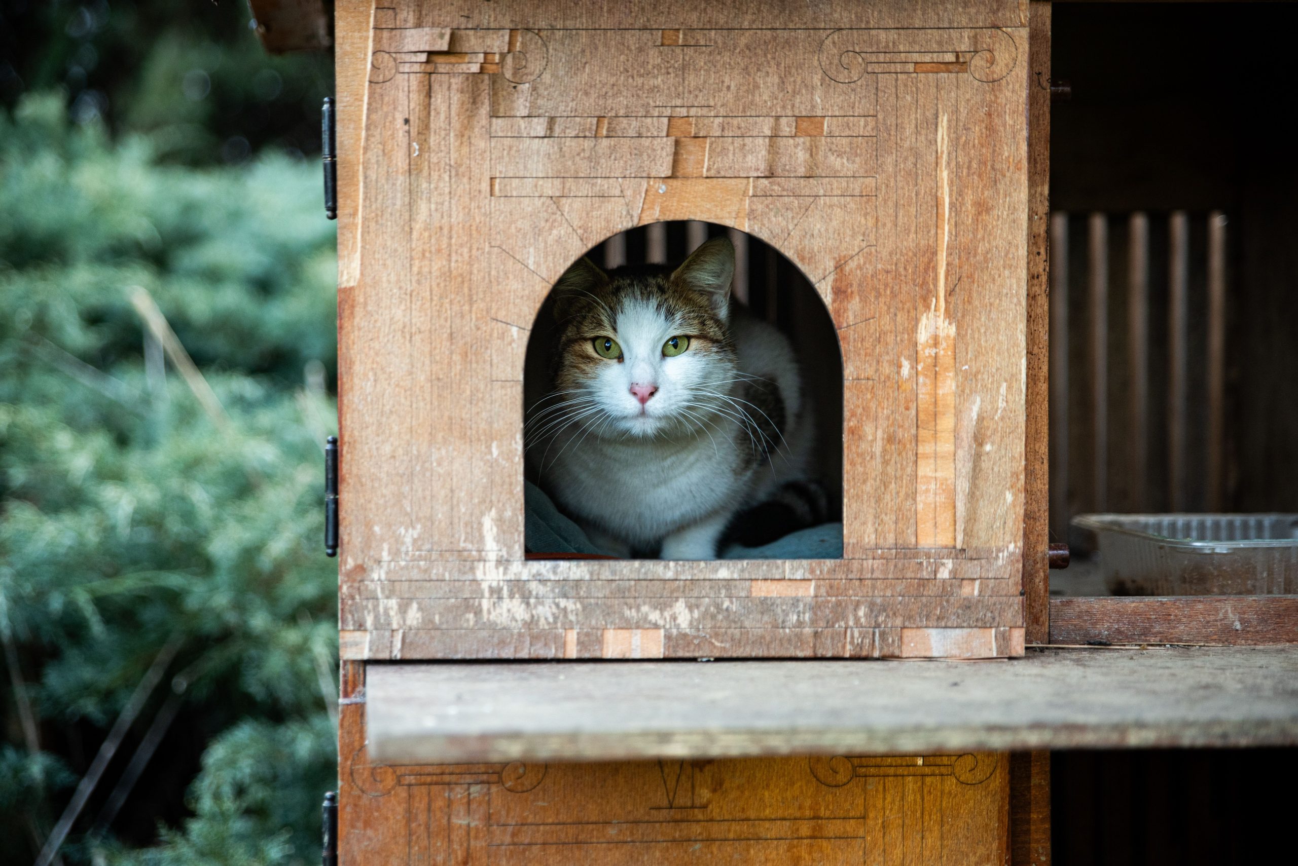 A domestic cat relaxing inside a wooden cat house, captured outdoors during the day.