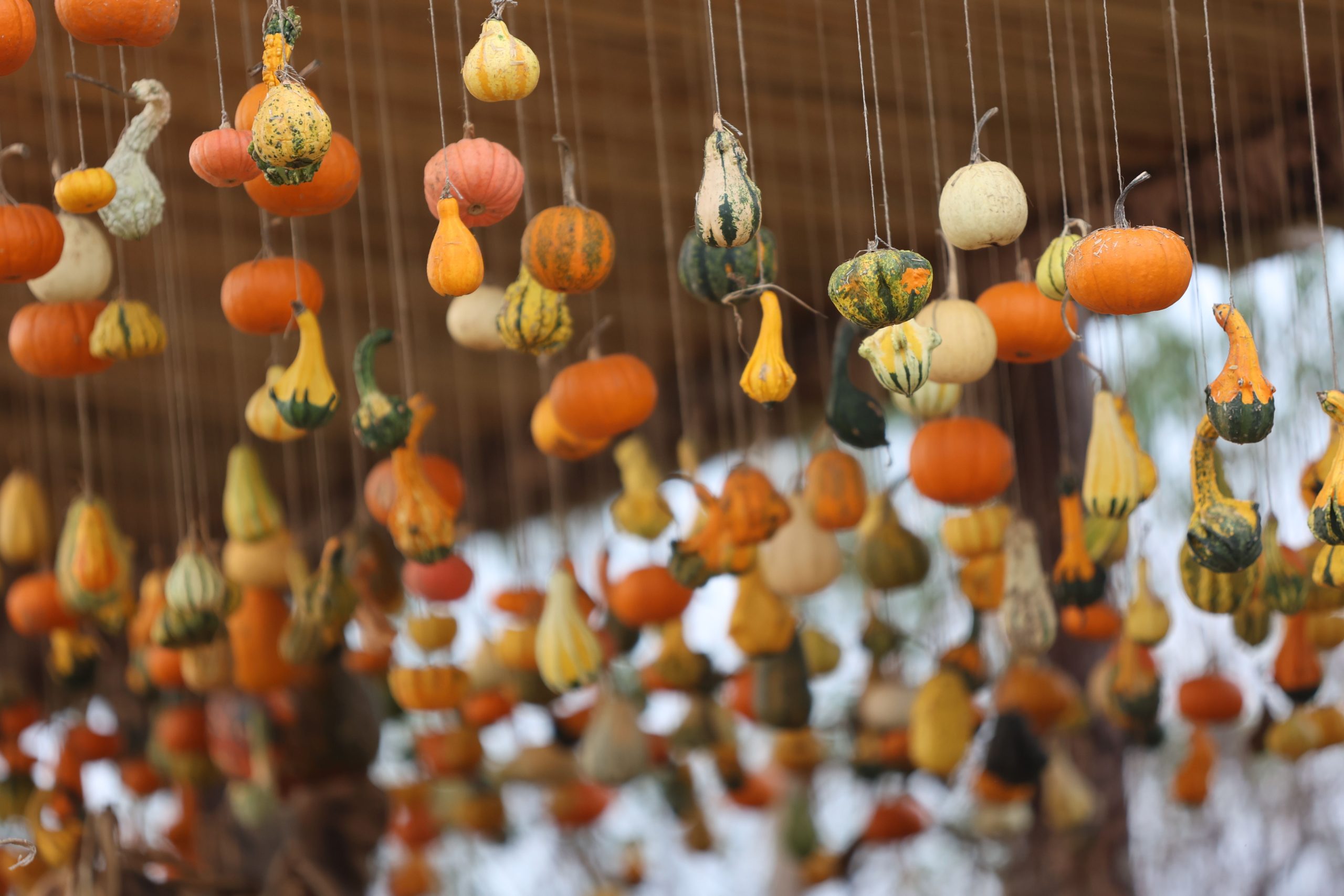 A festive display of colorful hanging gourds and pumpkins, celebrating autumn.