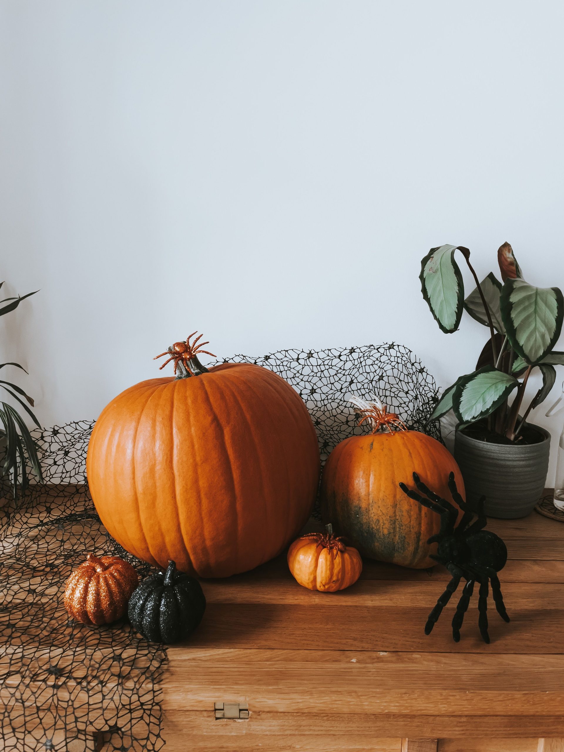 A festive Halloween still life featuring pumpkins and a decorative spider indoors.