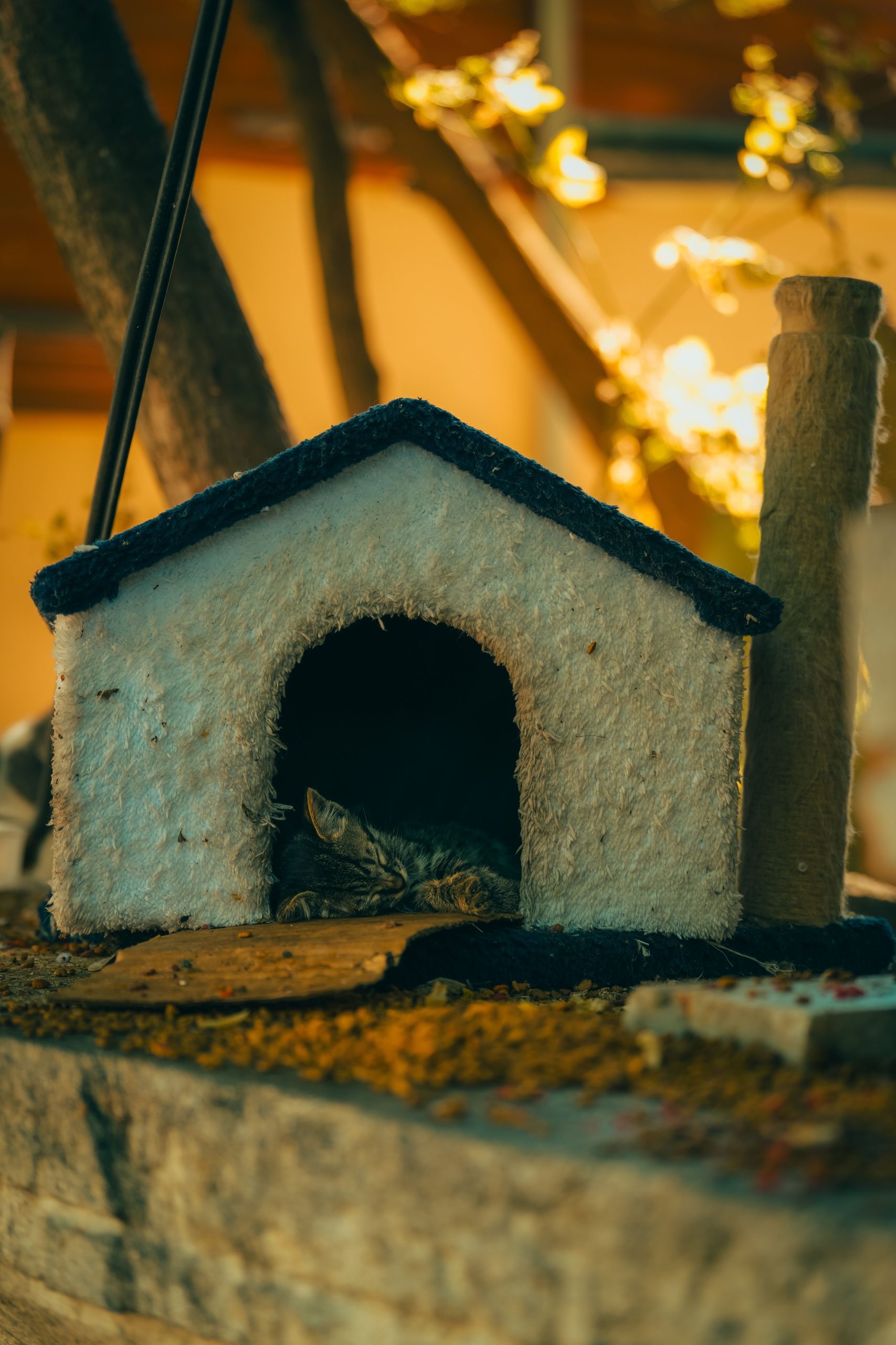 A serene scene of a cat resting in a small wooden cat house, bathed in warm sunlight and surrounded by foliage.