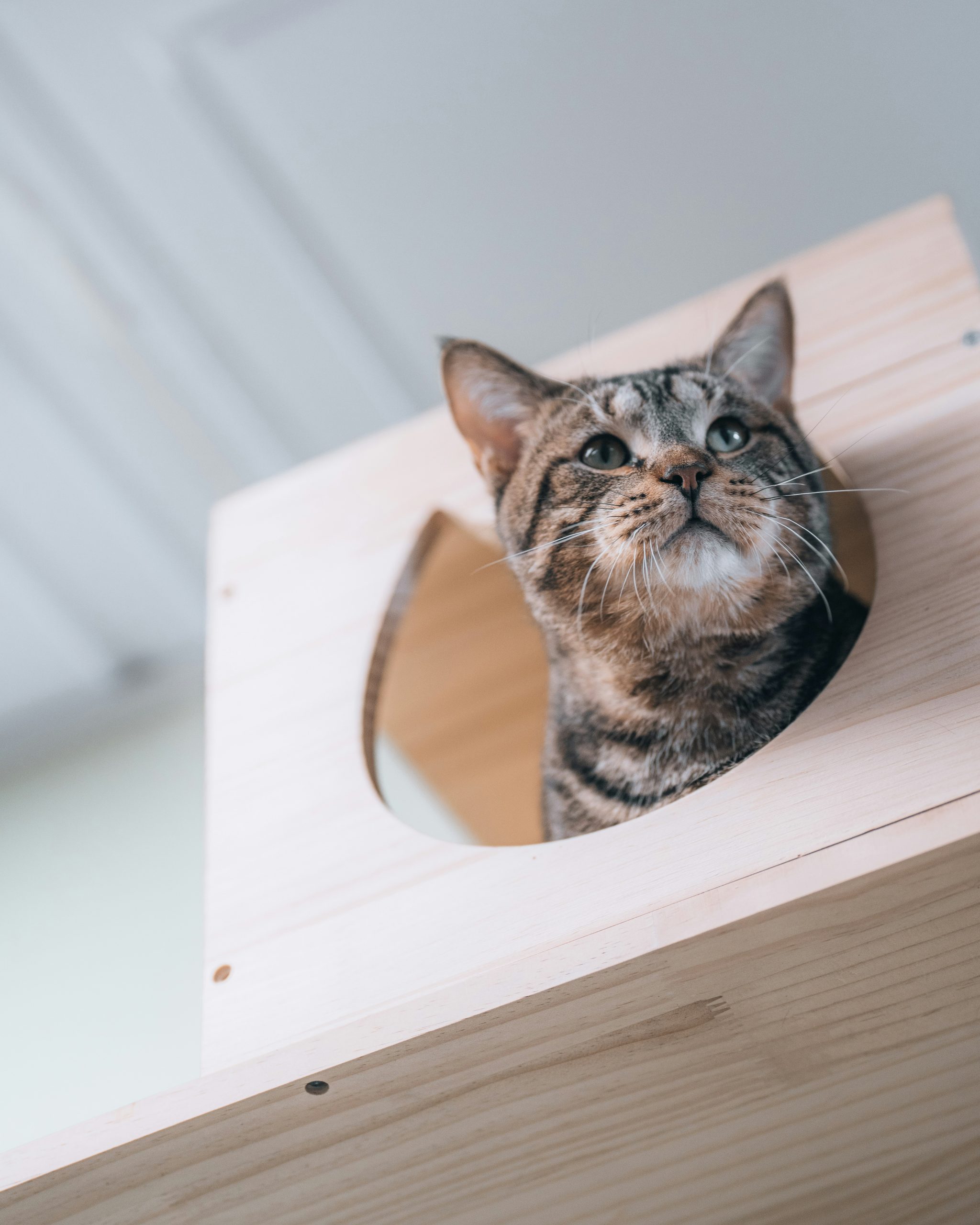 A tabby cat peeks out of a wooden cat house.