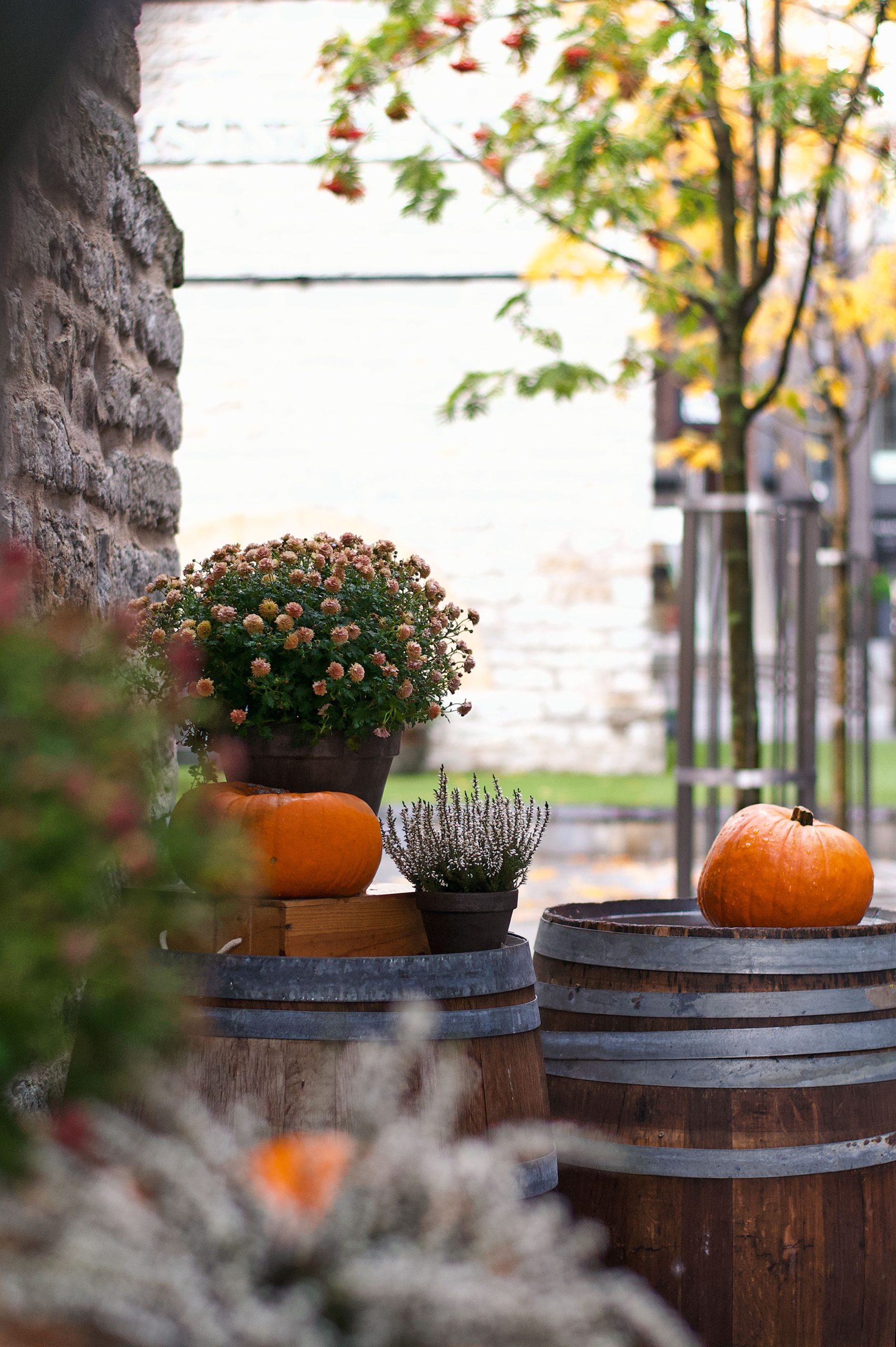 An autumn display with pumpkins, flowers, and barrels in Tallinn, Estonia, capturing fall's beauty.