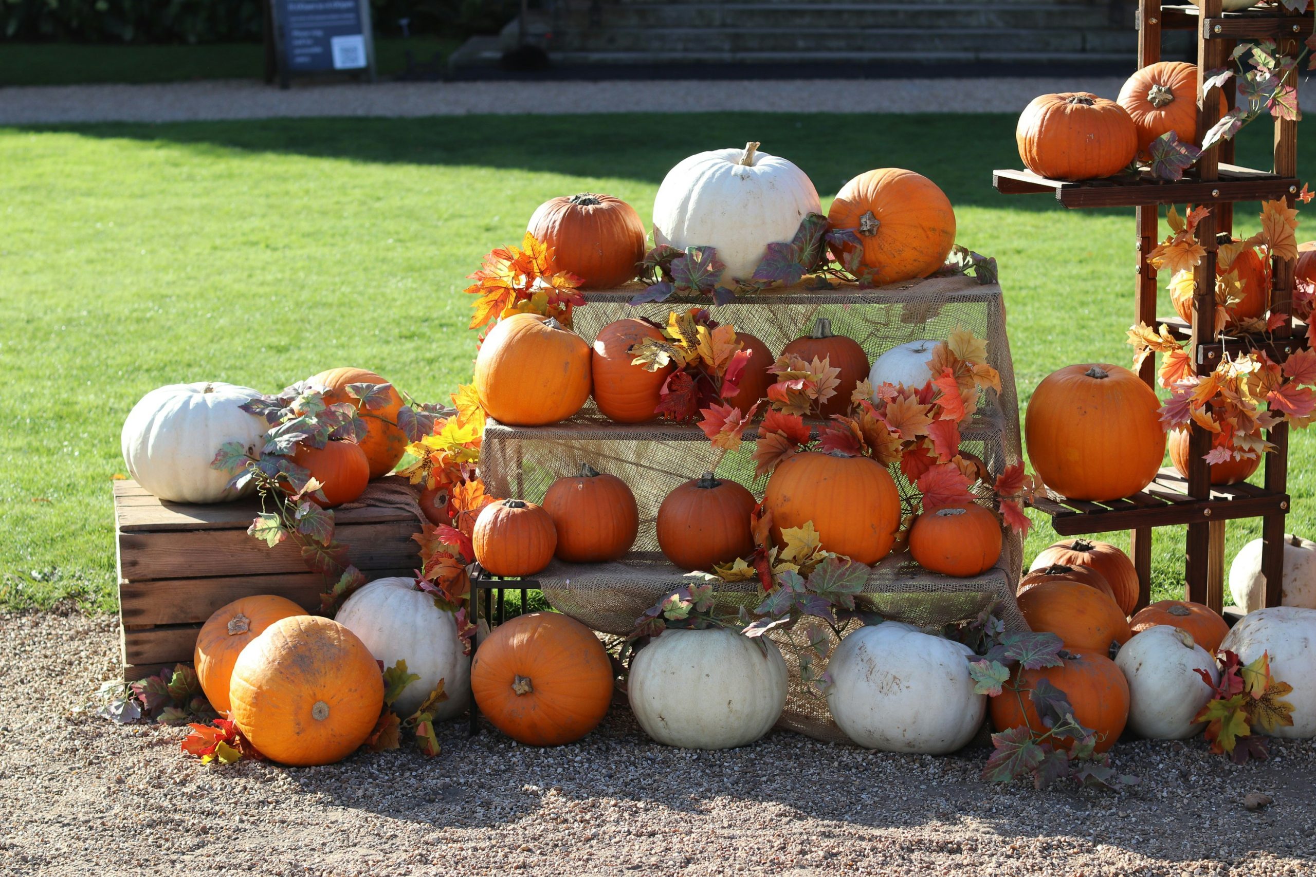 Assortment of pumpkins and gourds displayed outdoors