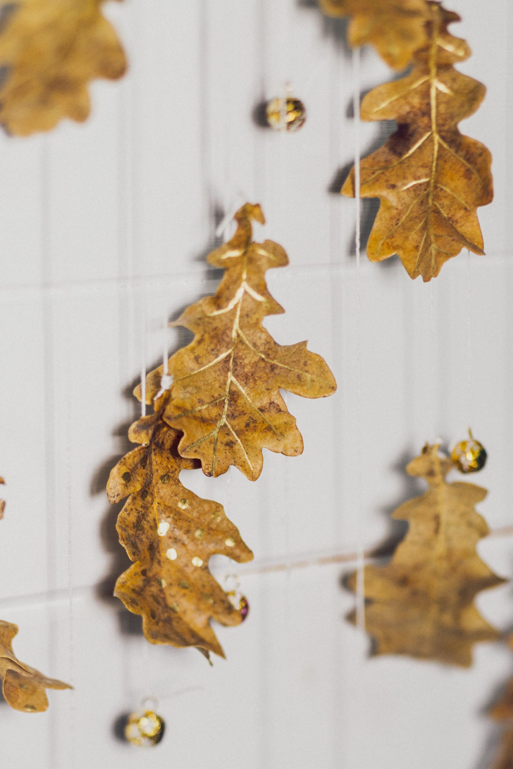 Beautiful autumn oak leaves hanging as a creative indoor decoration, perfect for fall inspiration.