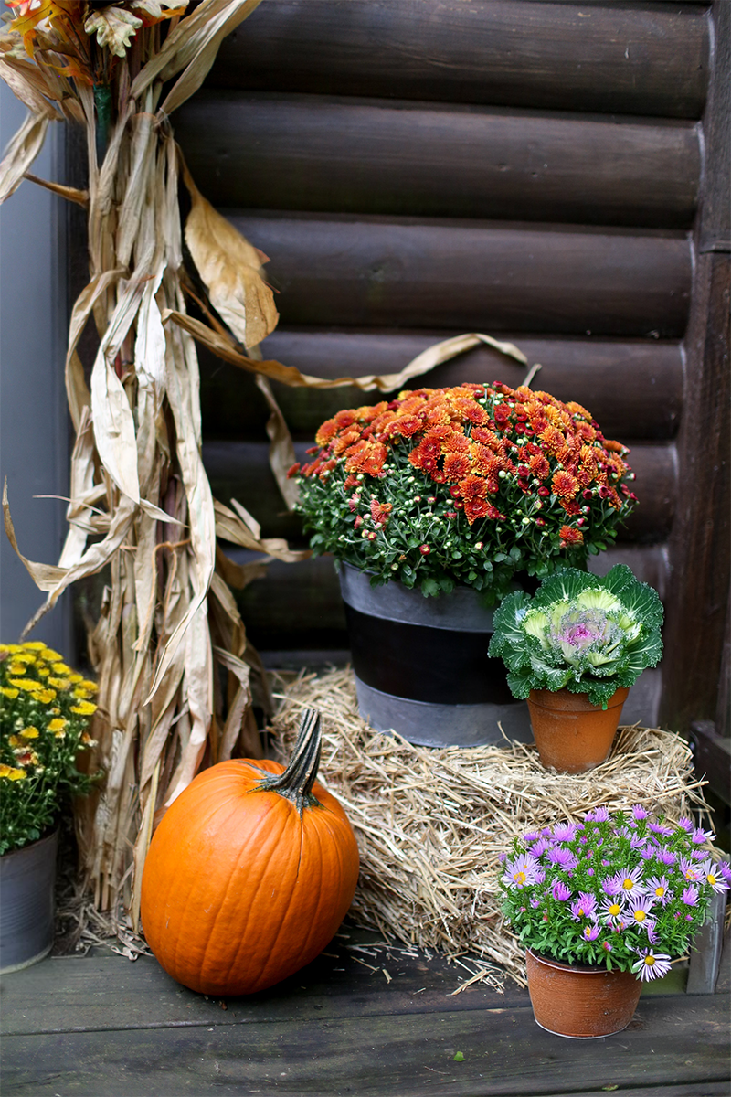 Beginner's Guide to Decorating a Fall Porch: Simple, Festive Ideas - Town & Country Nurseries