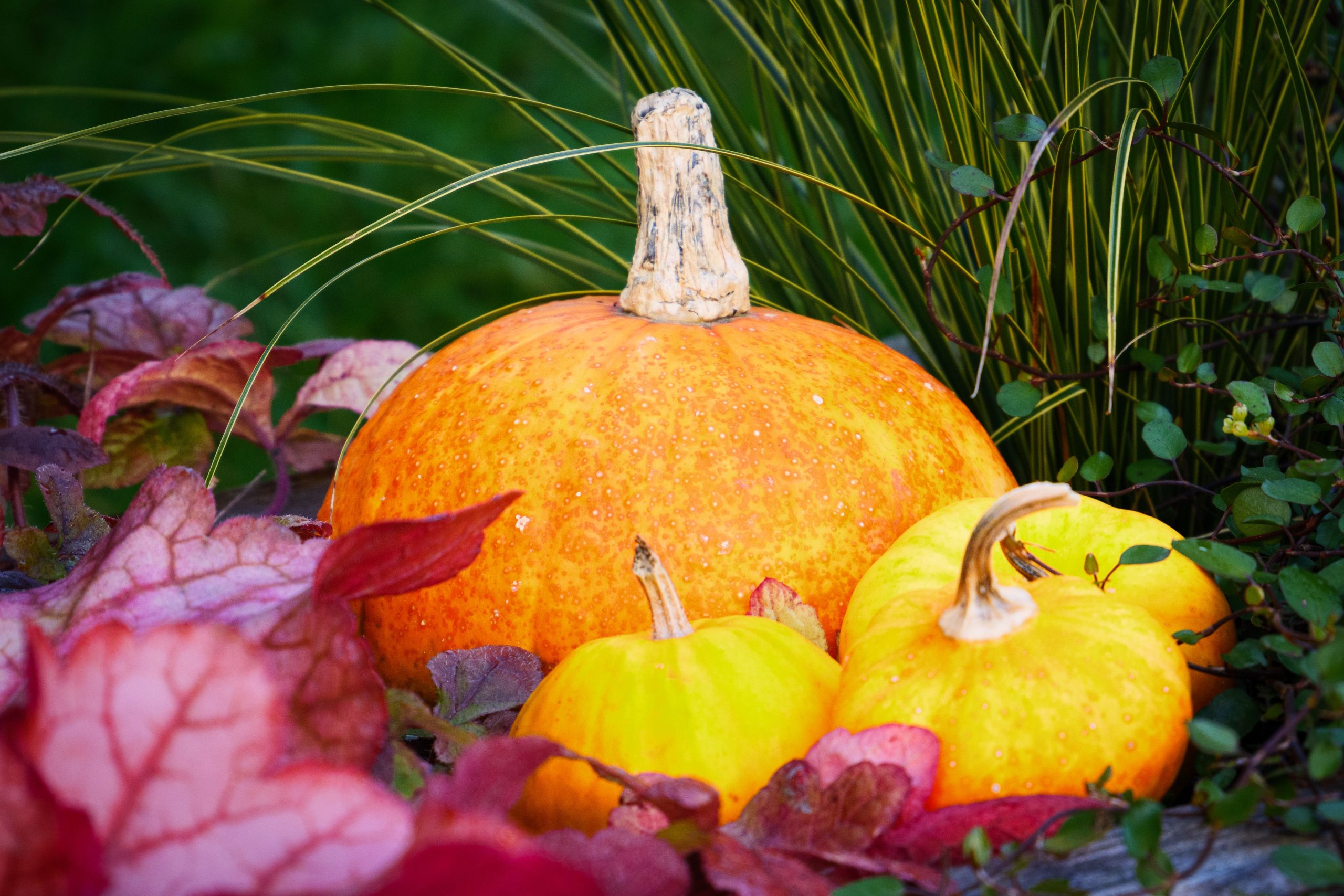 Bright orange pumpkins surrounded by colorful autumn leaves and grasses, capturing the essence of fall.