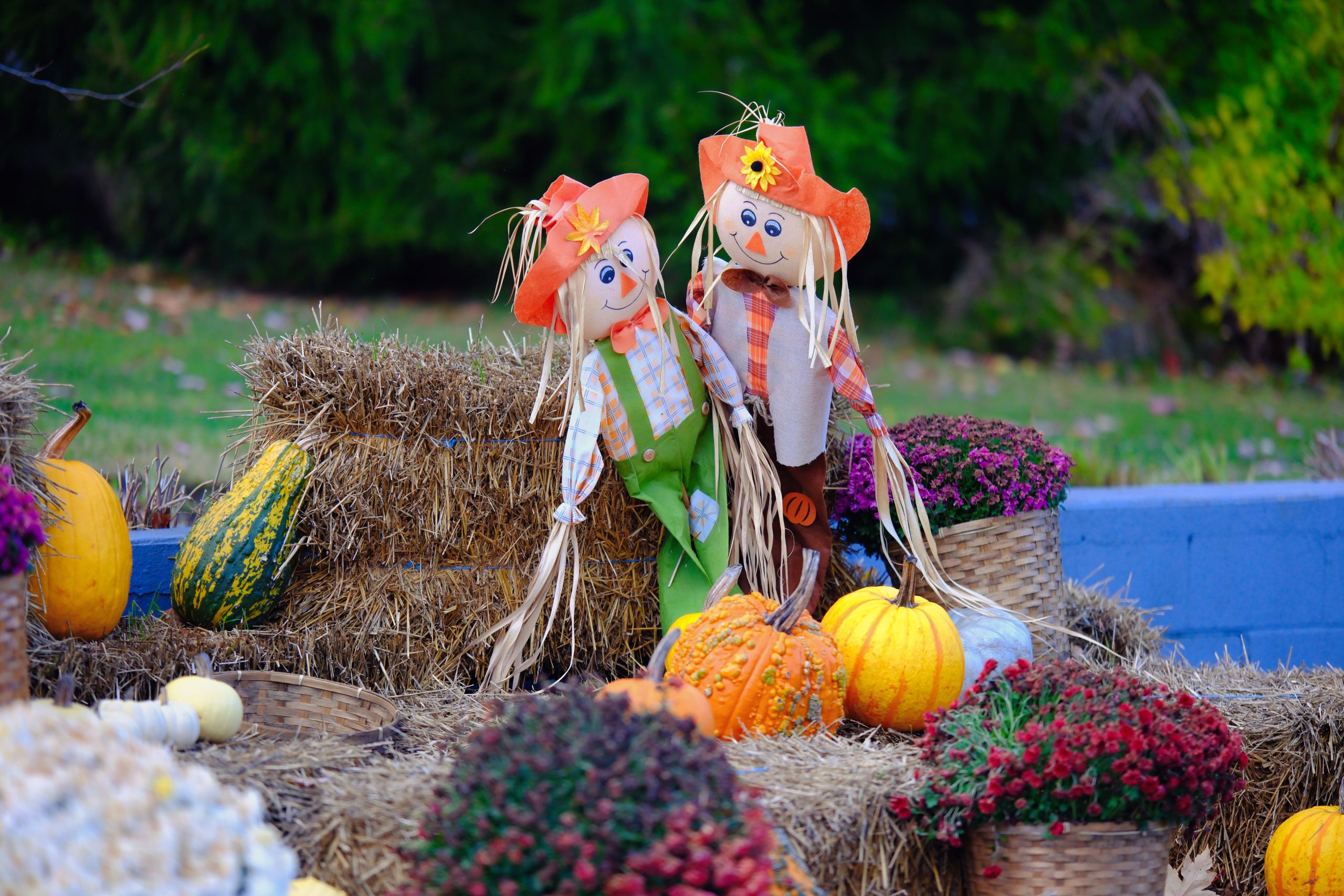 Charming autumn scene with scarecrows, pumpkins, and vibrant fall foliage, perfect for seasonal decoration.