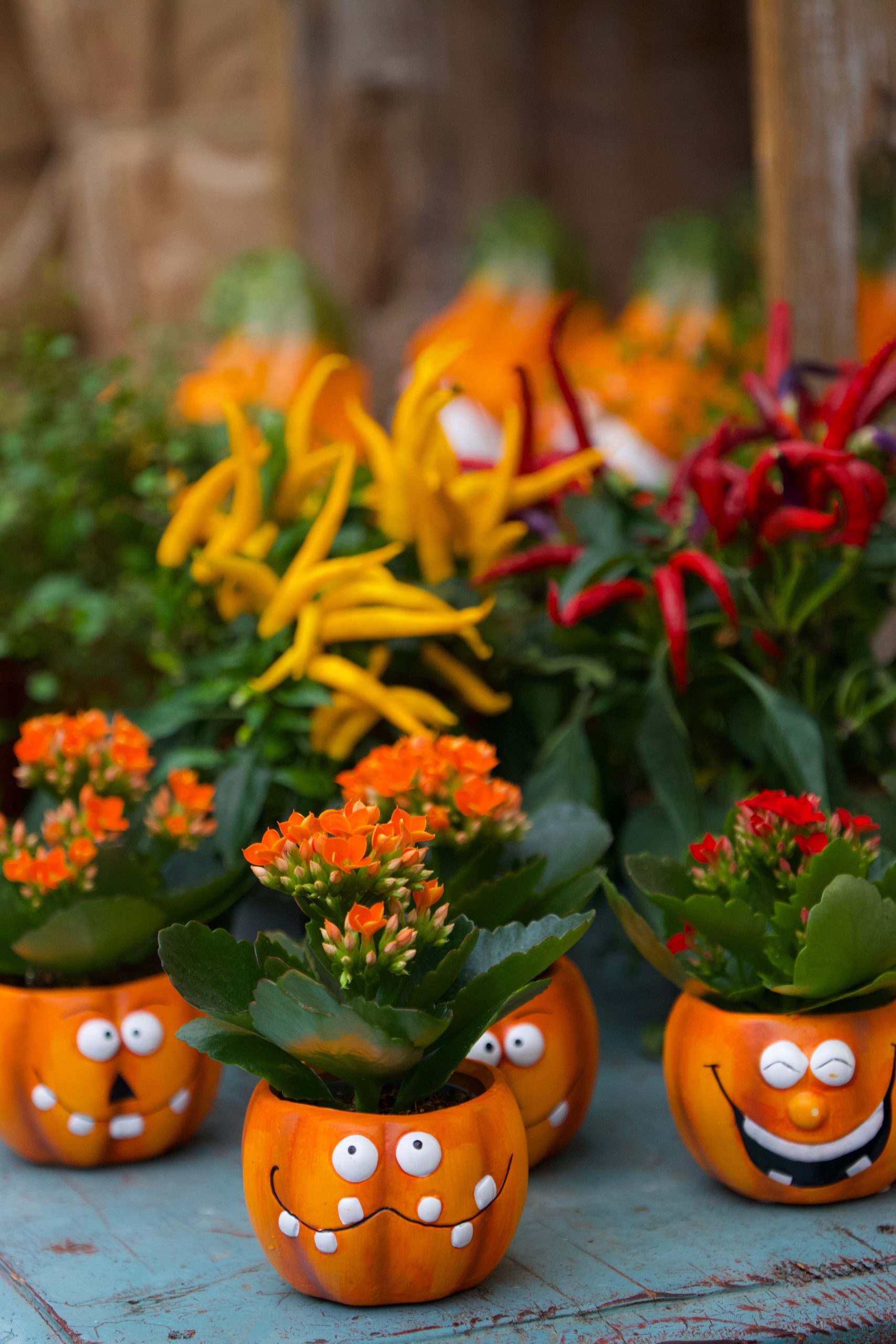 Cheerful pumpkin planters filled with vibrant flowers on display, perfect for autumn decor.