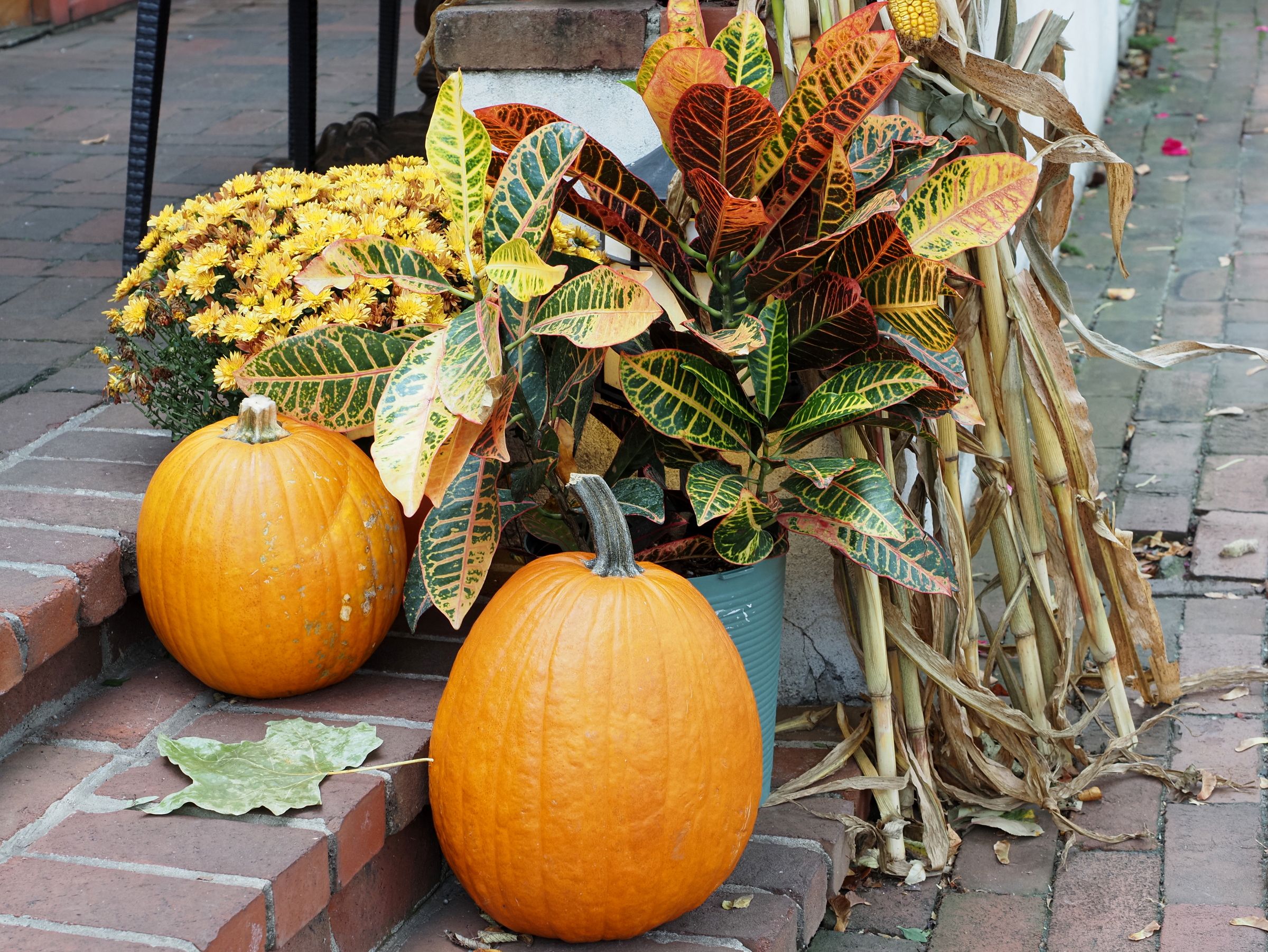 Colorful autumn display with pumpkins, crotons, and chrysanthemums on brick steps in Doylestown, PA.