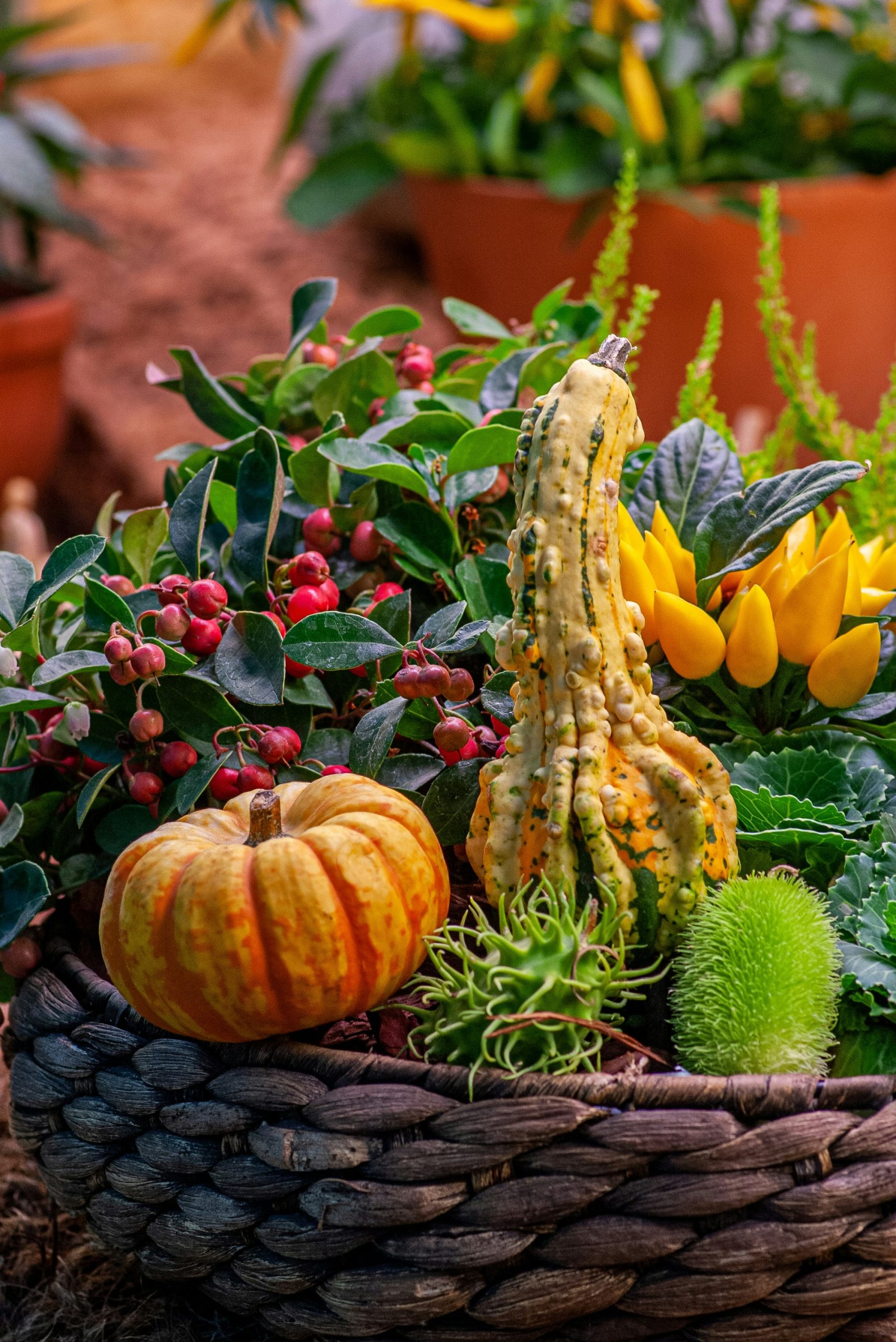 Colorful pumpkins in autumn