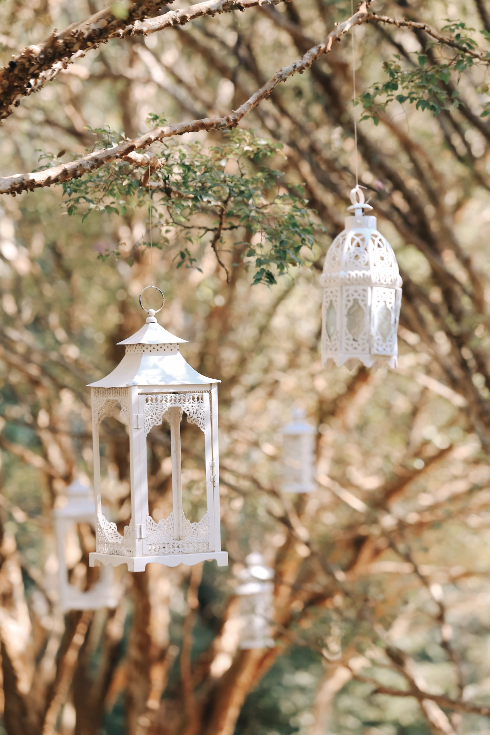 Elegant vintage lanterns hanging from tree branches in a serene outdoor setting.
