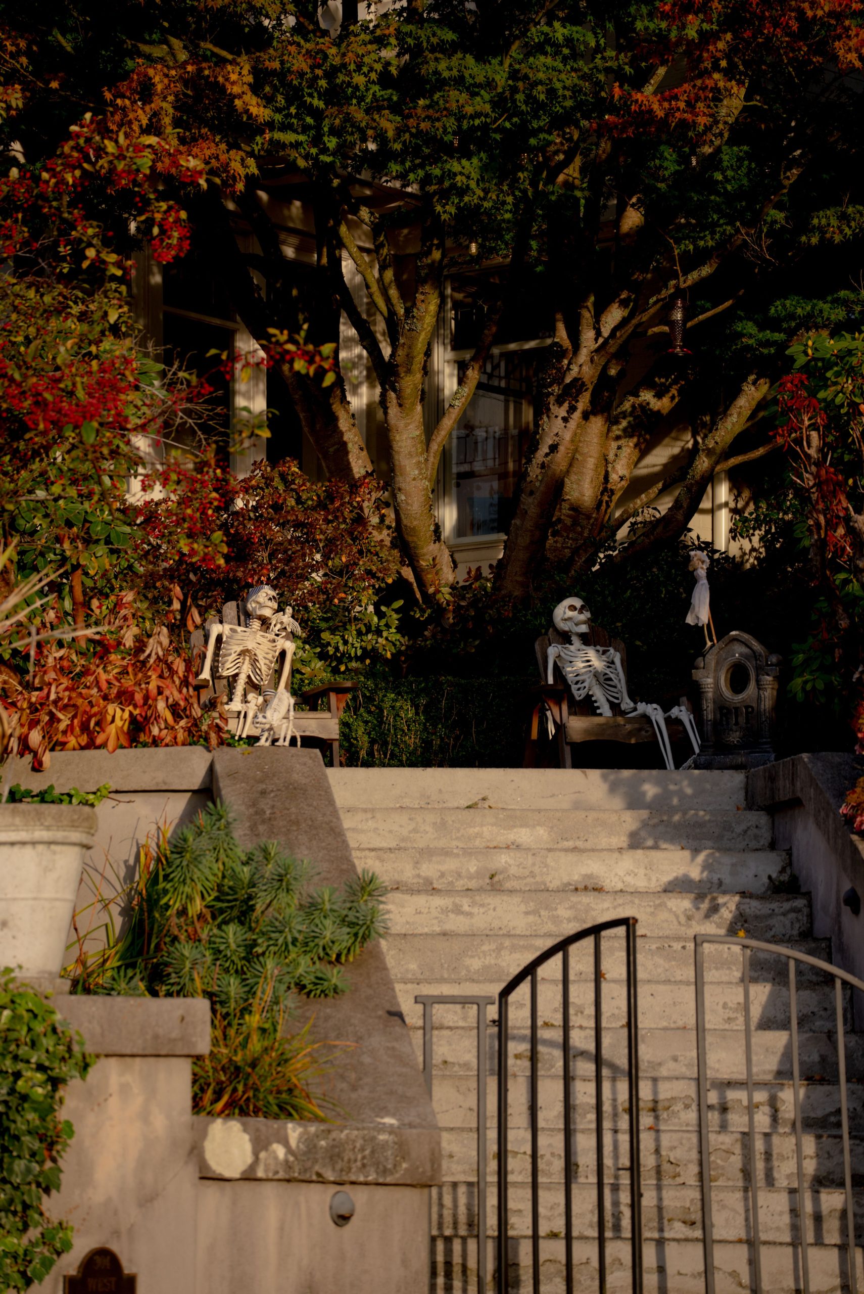 Festive Halloween scene featuring skeleton decorations on outdoor stairs surrounded by fall foliage in Seattle, WA.