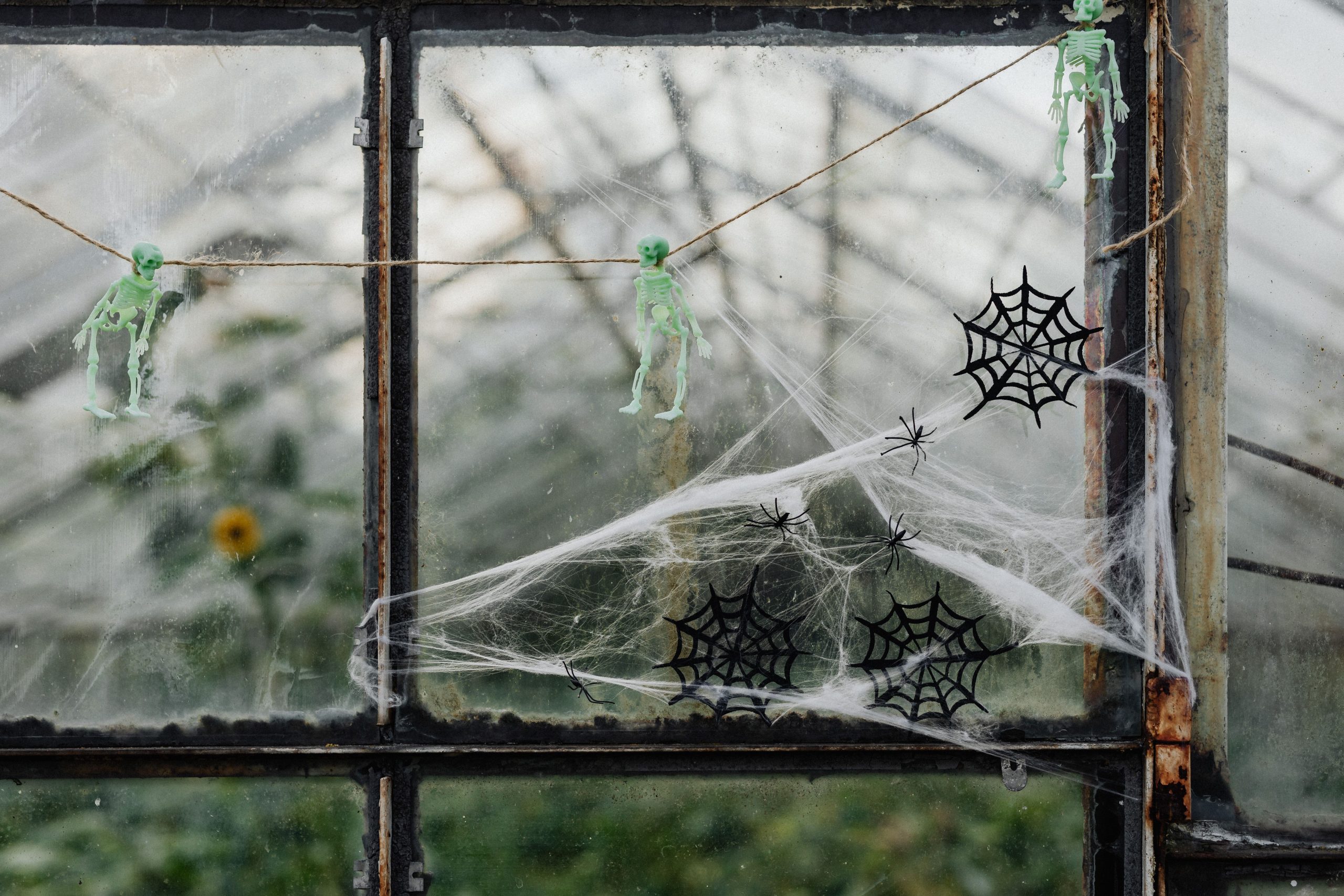 Halloween-themed window decoration with skeletons and spiderwebs in a greenhouse setting.