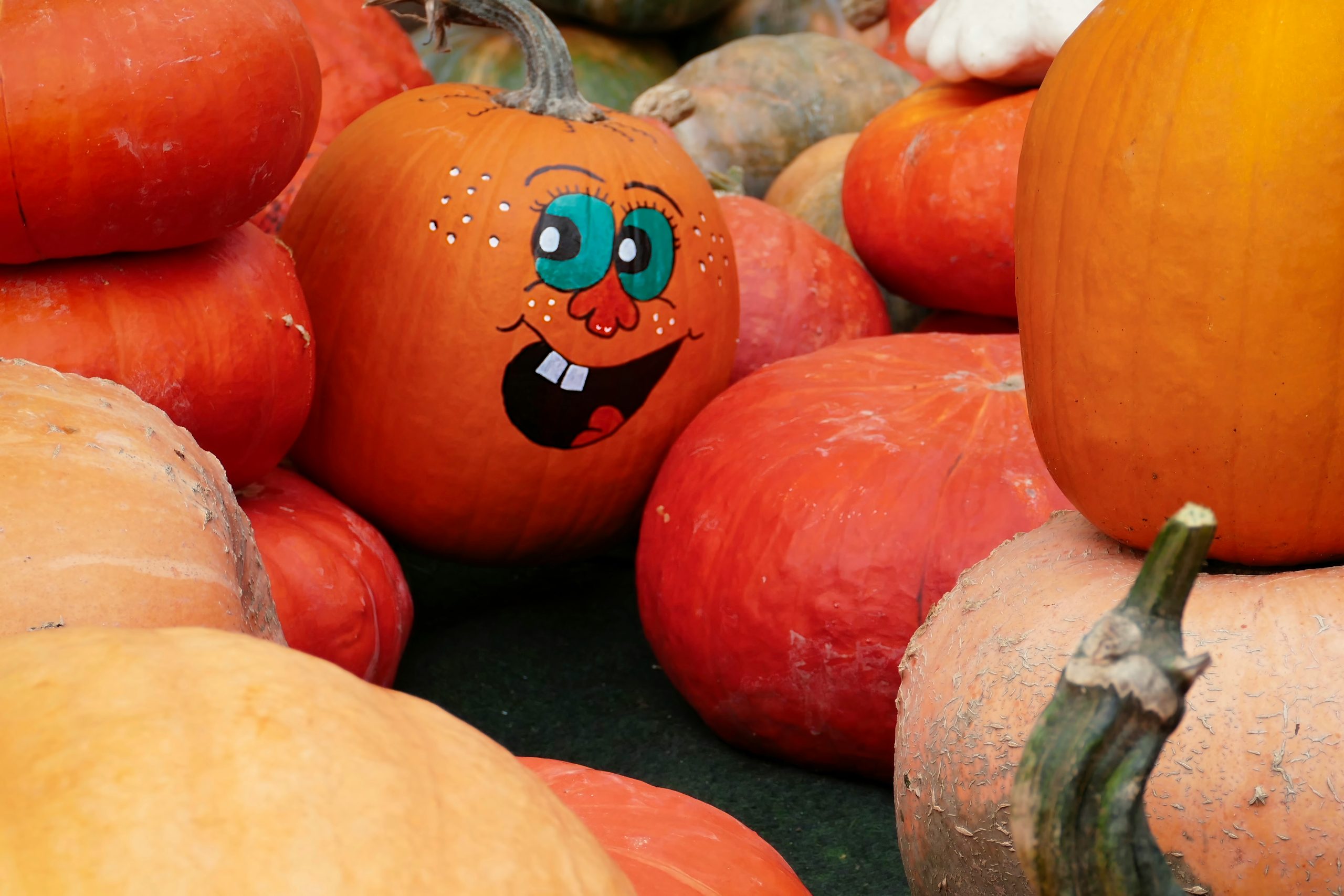 Hello, it's pumpkin time