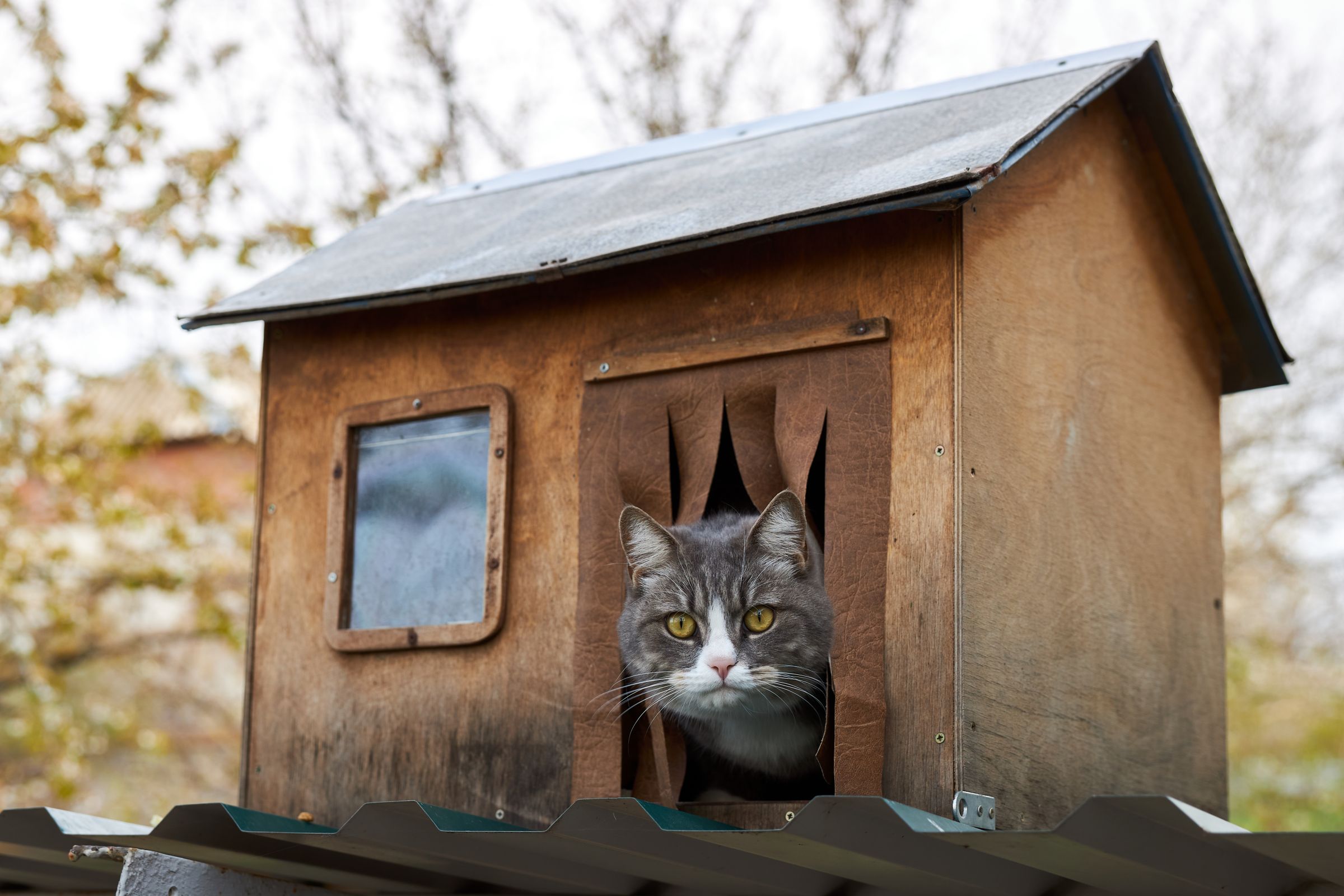 Insulated Cat Homemade Cat House For Winter Homemade Outdoor Cat House For Winter Cat Homemade Feral