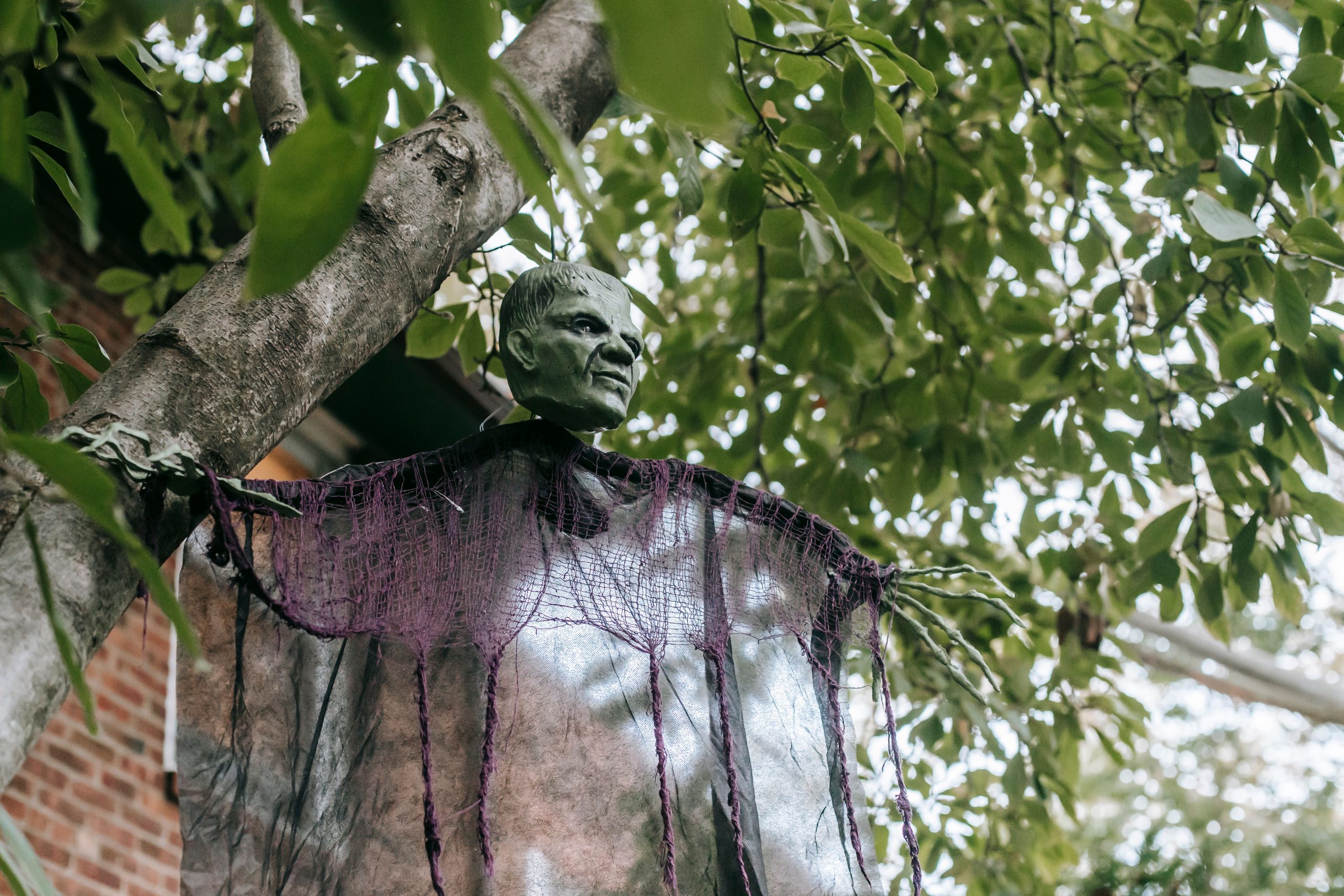 Low angle of green tree with creepy skeleton figure in Frankenstein mask hanging on branches near house in Halloween