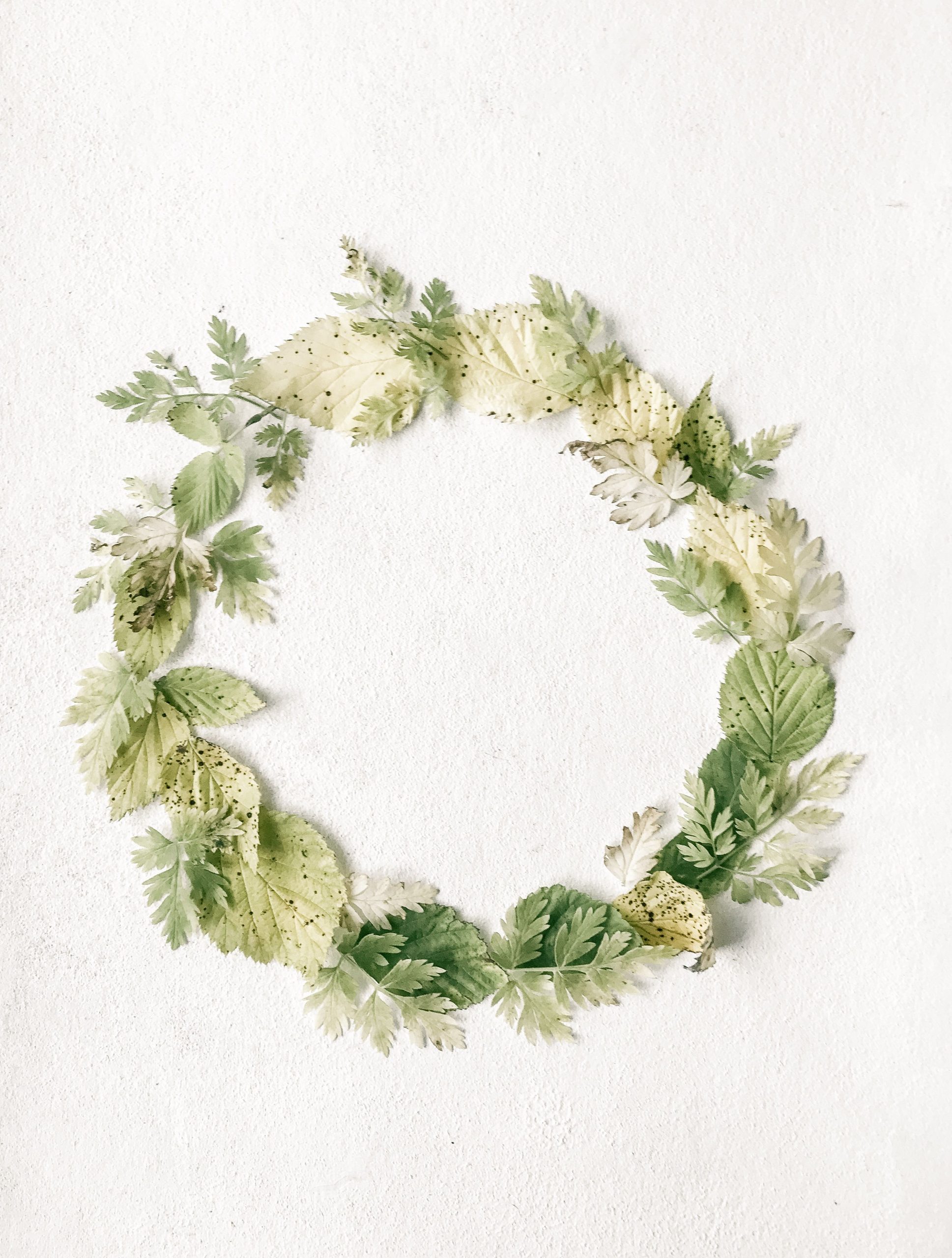 Minimalist flat lay of green leaf wreath on a textured white backdrop, perfect for nature-themed projects.