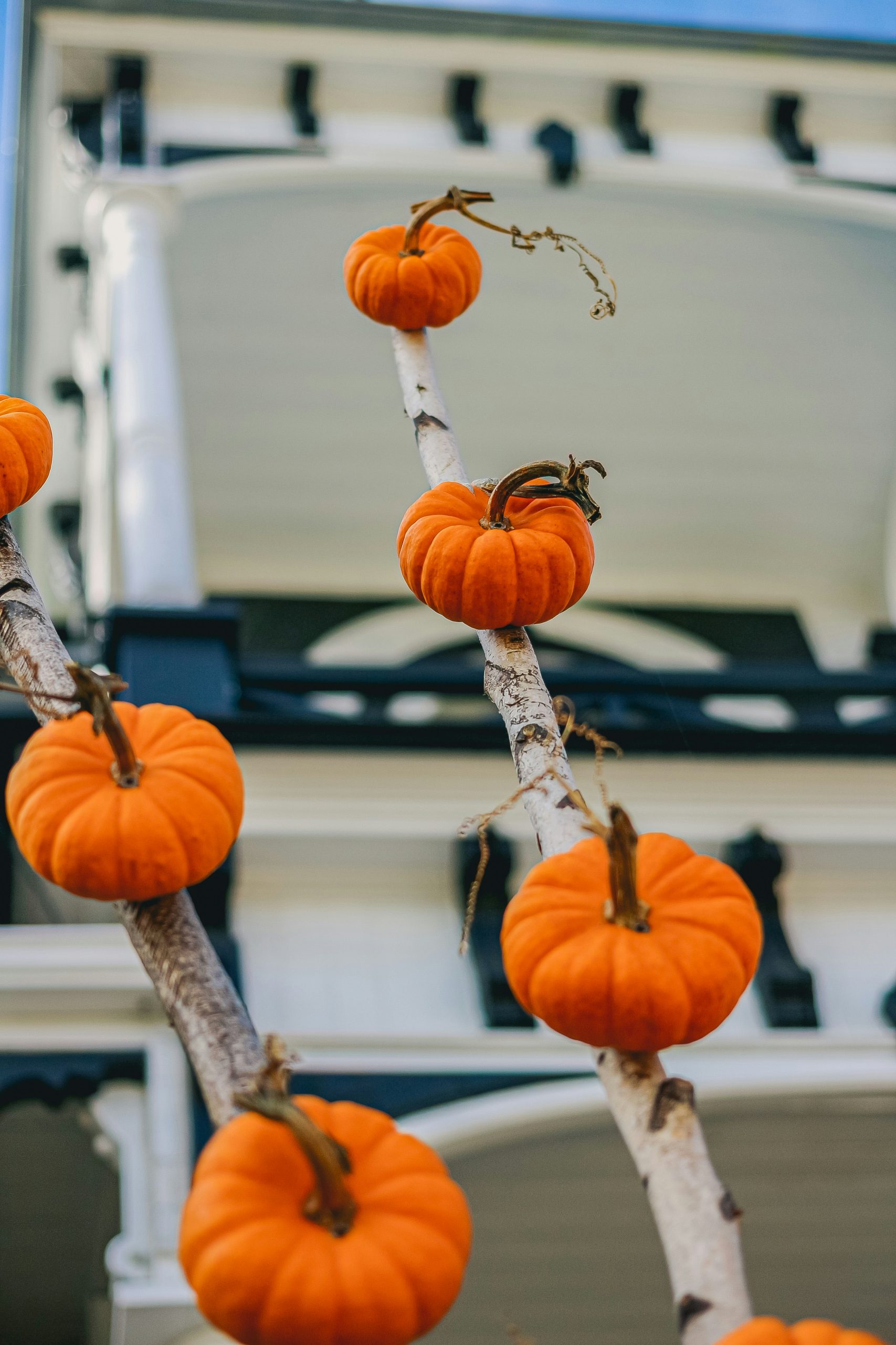 Orange pumpkins displayed on branches outside white house