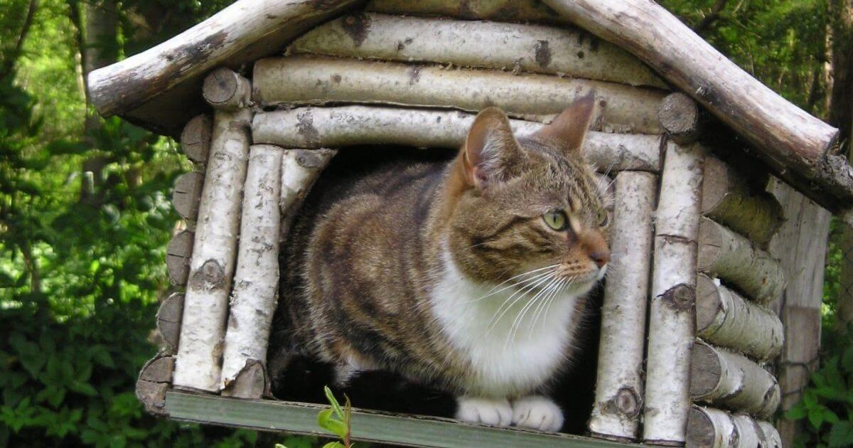 Outdoor Insulated Cat Shelter Diy DIY Cat House Build Your Own Cat House DREAMIES™