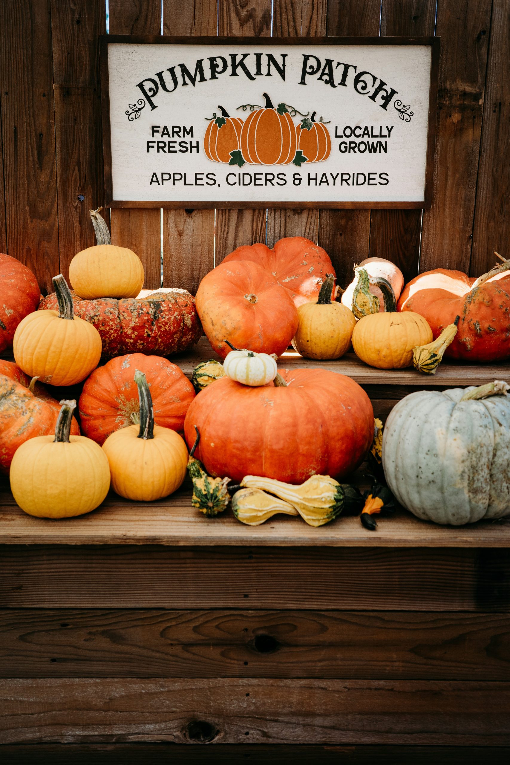 Pumpkin Patch