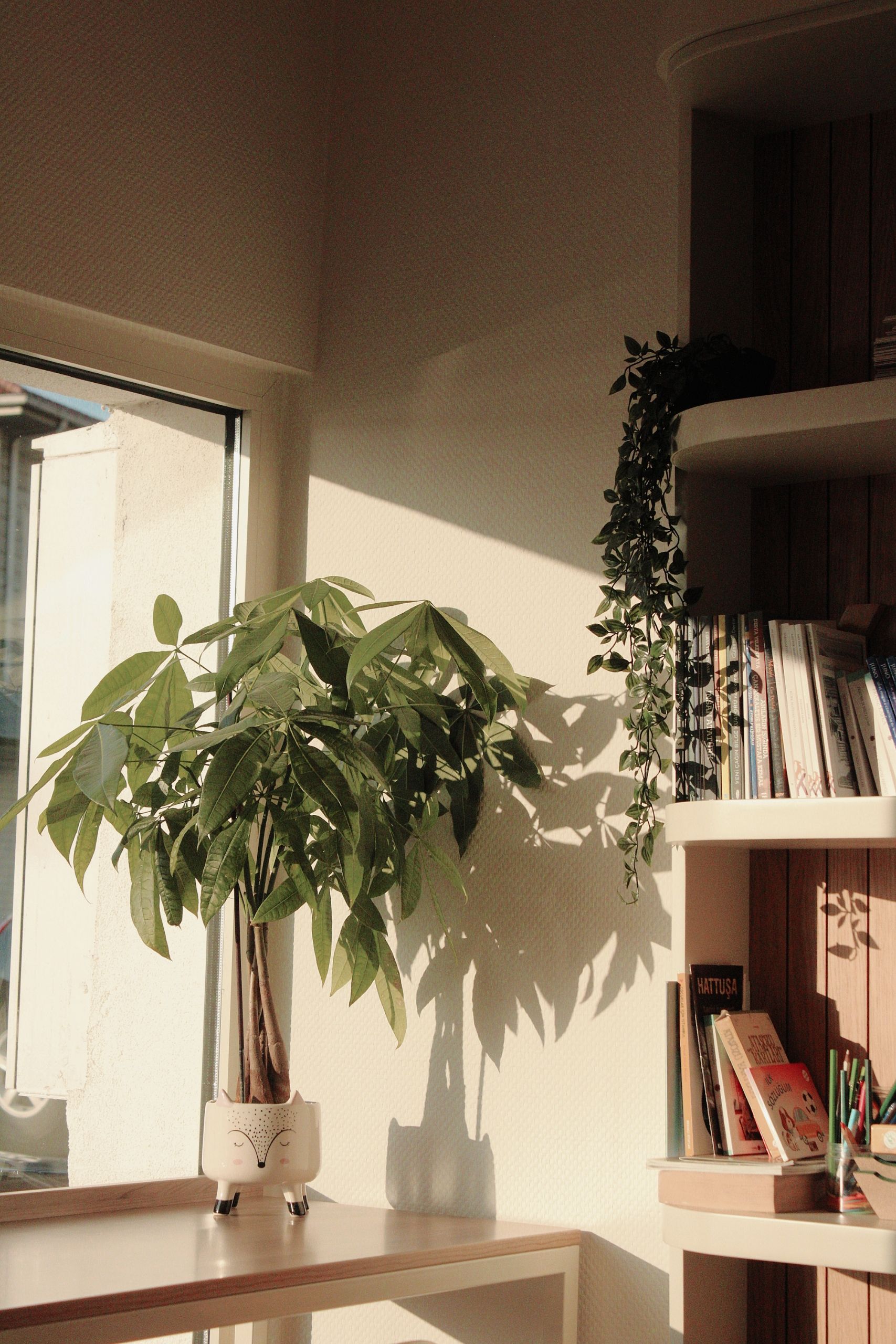 Sun-lit interior corner with a green houseplant and bookshelves, creating a warm, cozy reading nook.
