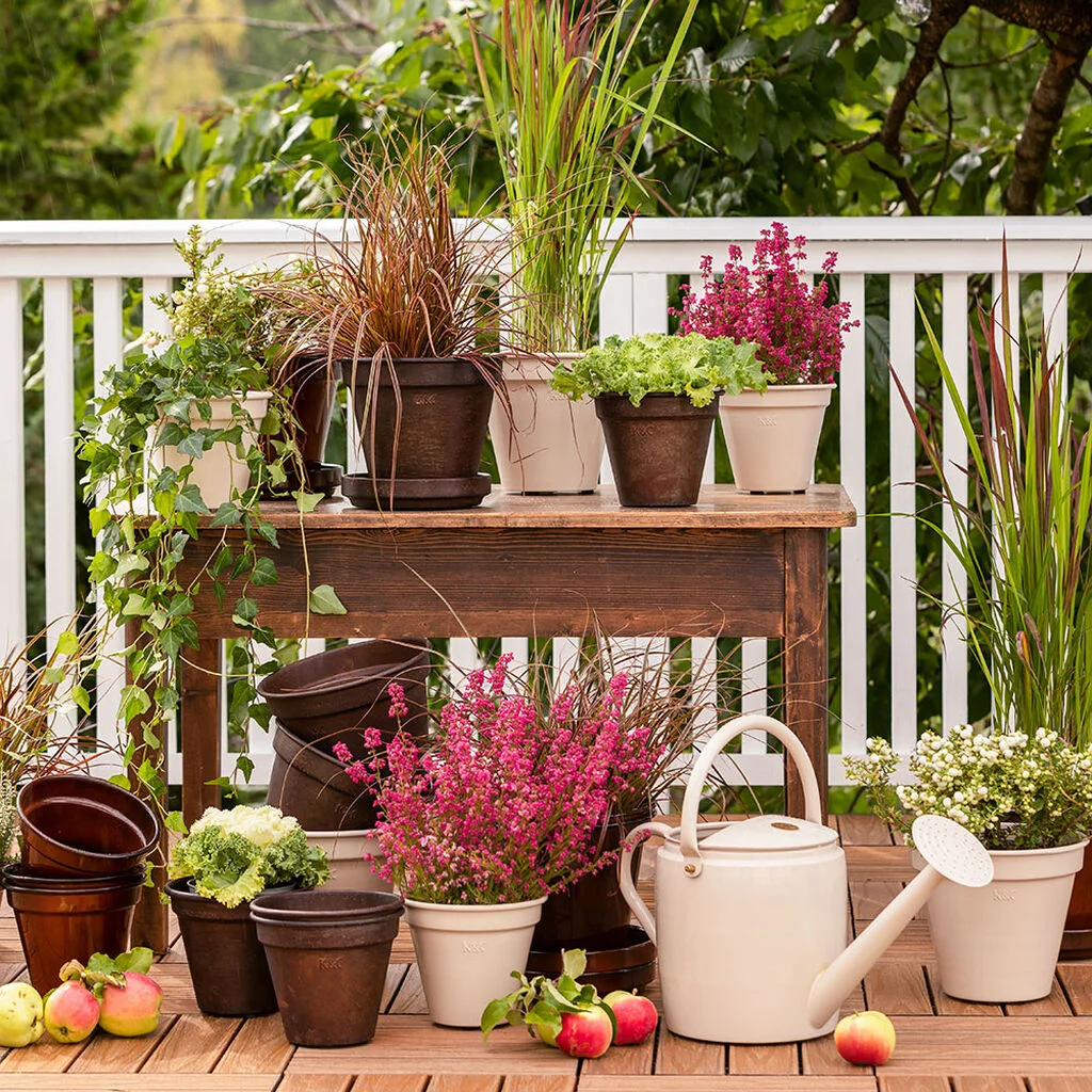 Top five fall plants that can withstand frost | Plantasjen