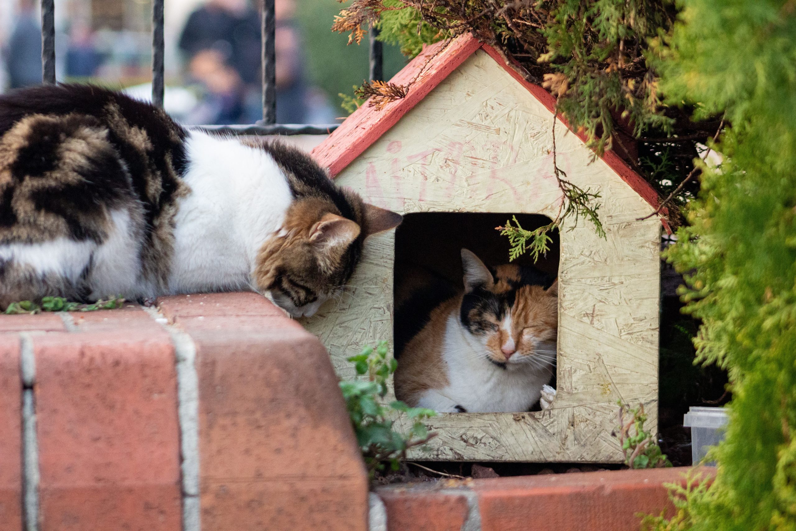 Two cats resting near a quaint wooden cat shelter outdoors on a peaceful day.
