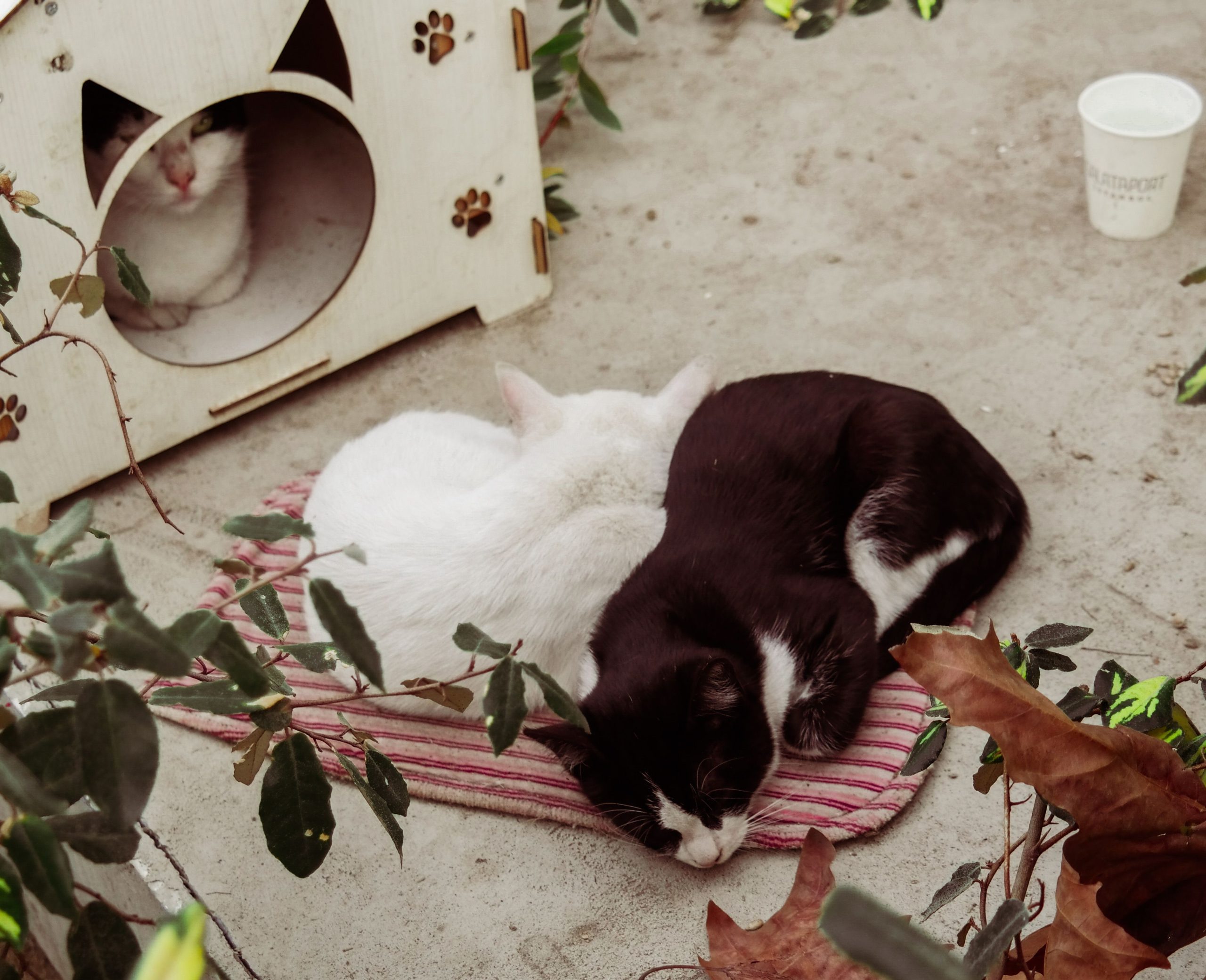 Two cats snuggle on a mat outside a wooden cat house. Calm and serene moment.