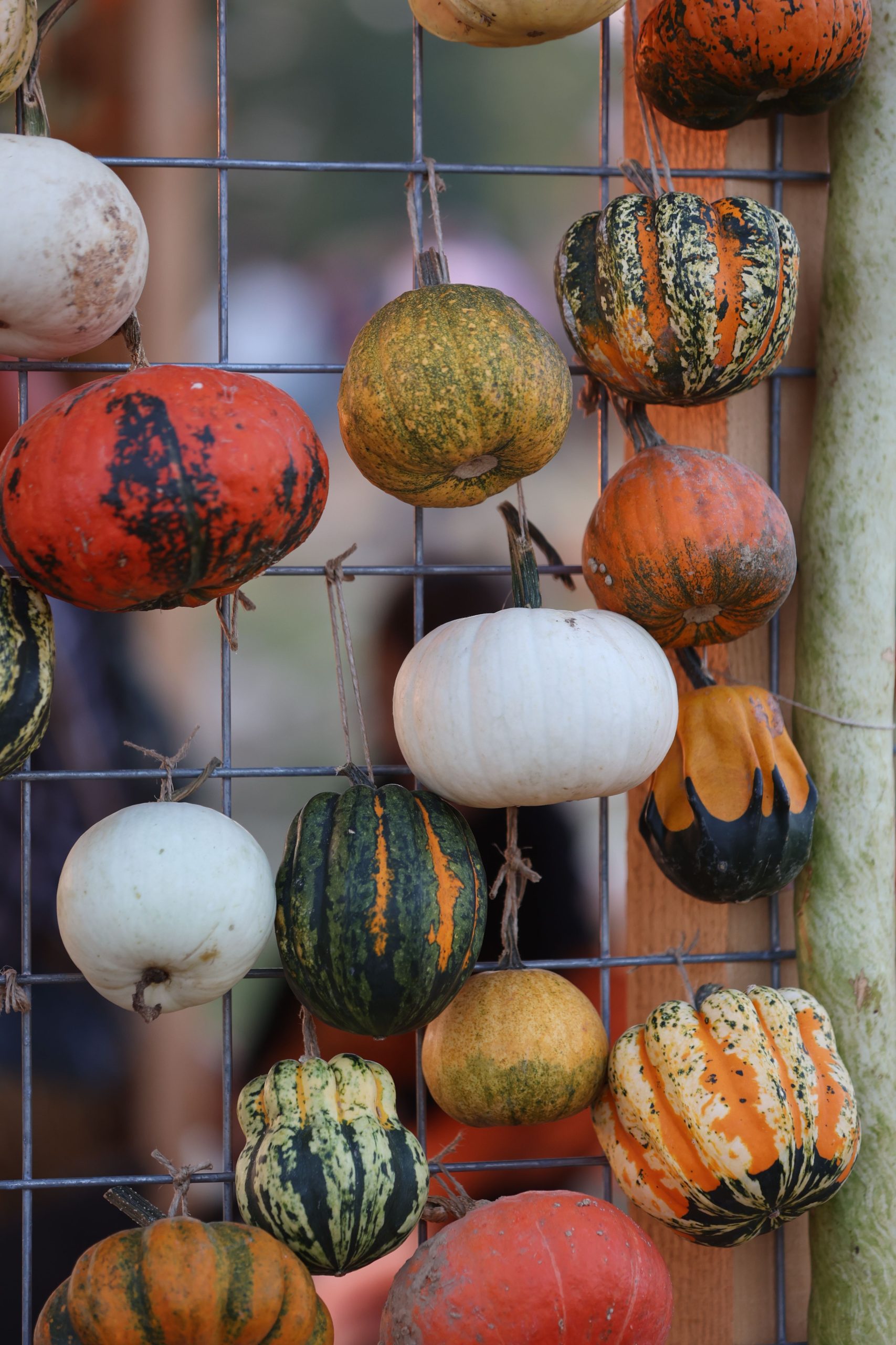 Vibrant gourds hanging on a wire in an outdoor autumn setting.