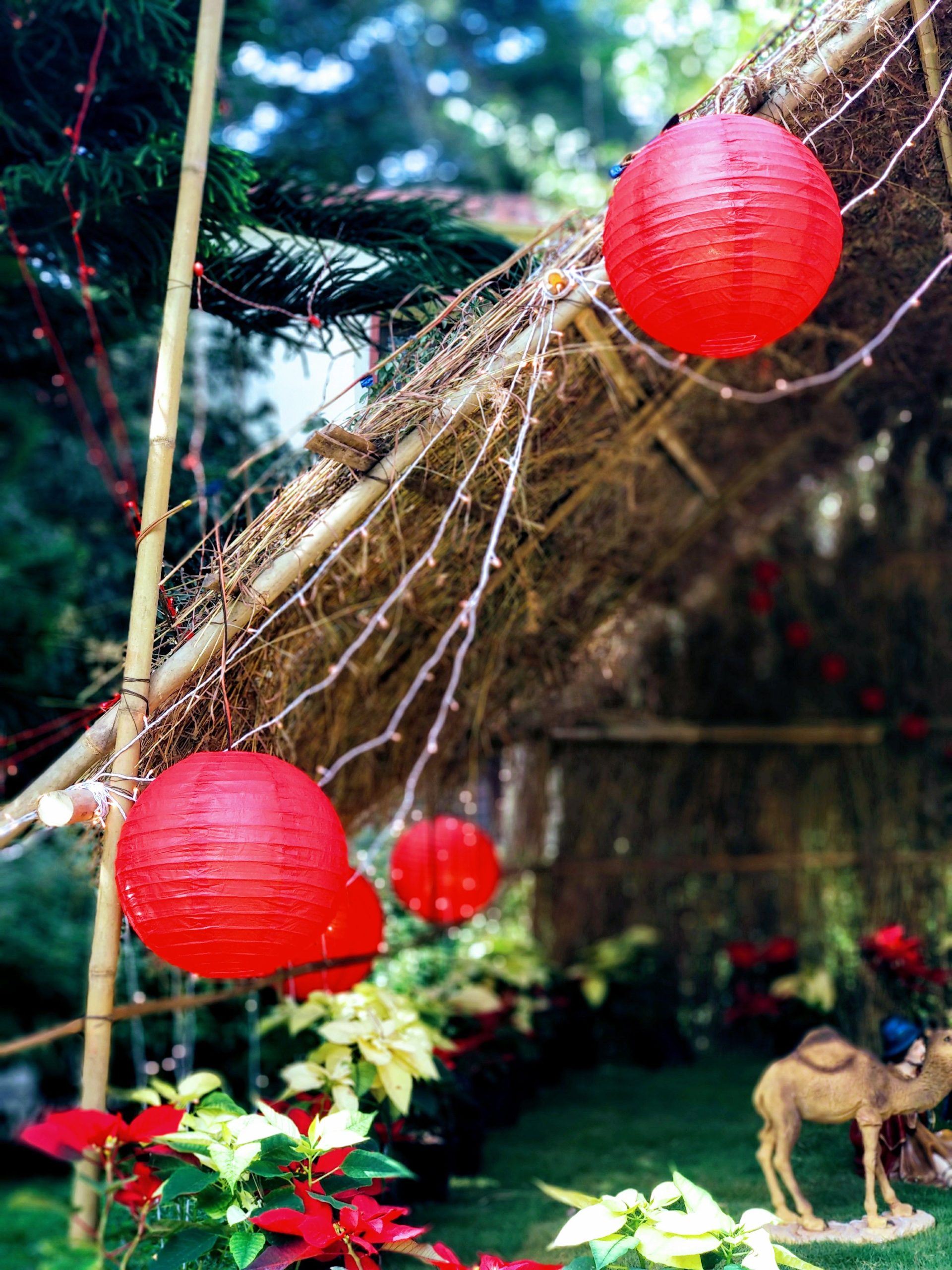 Vibrant red lanterns adorn a thatched roof in a festive outdoor setting, creating a warm holiday ambiance.