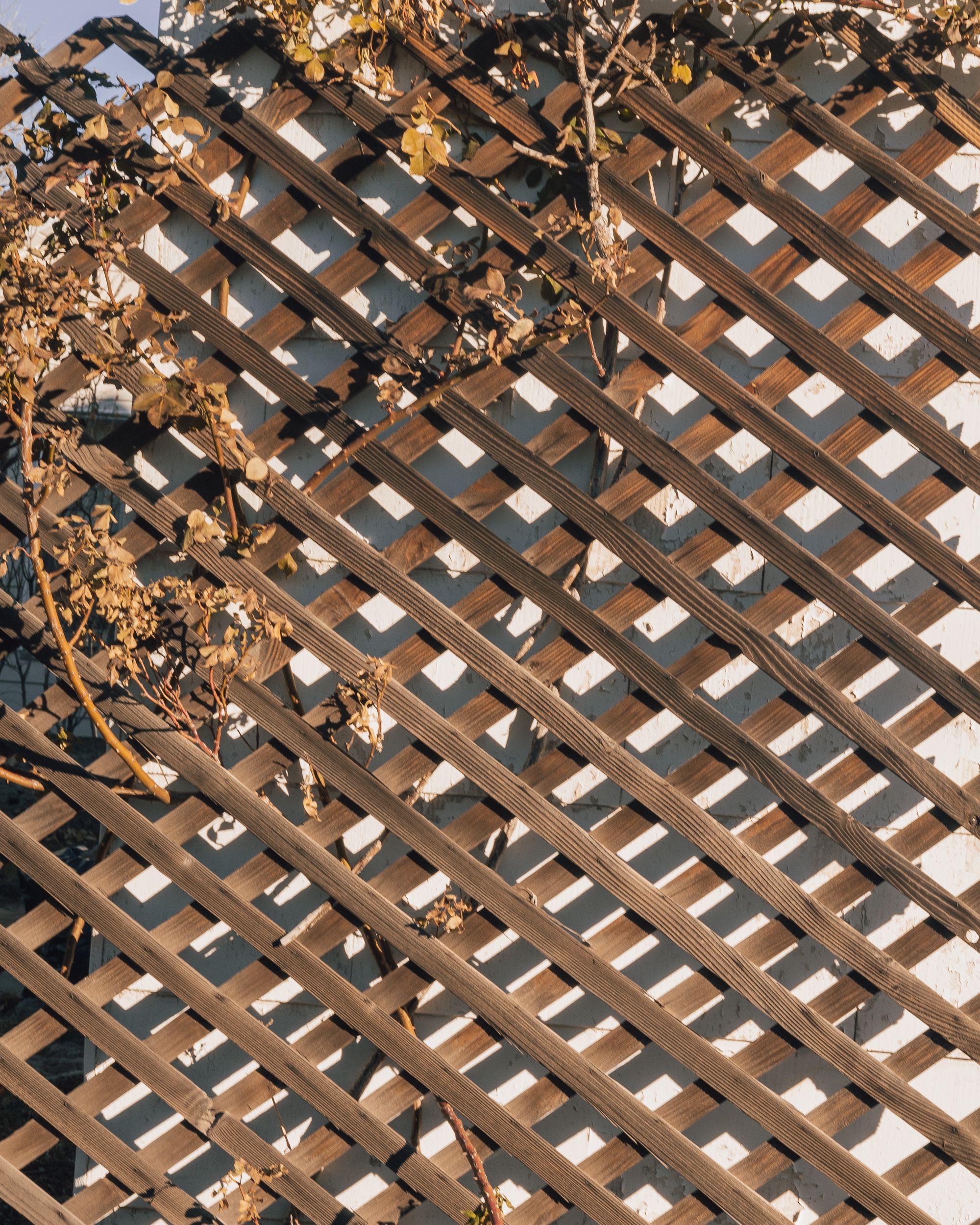 A diagonal lattice wooden fence with dry climbing plants in late afternoon light.
