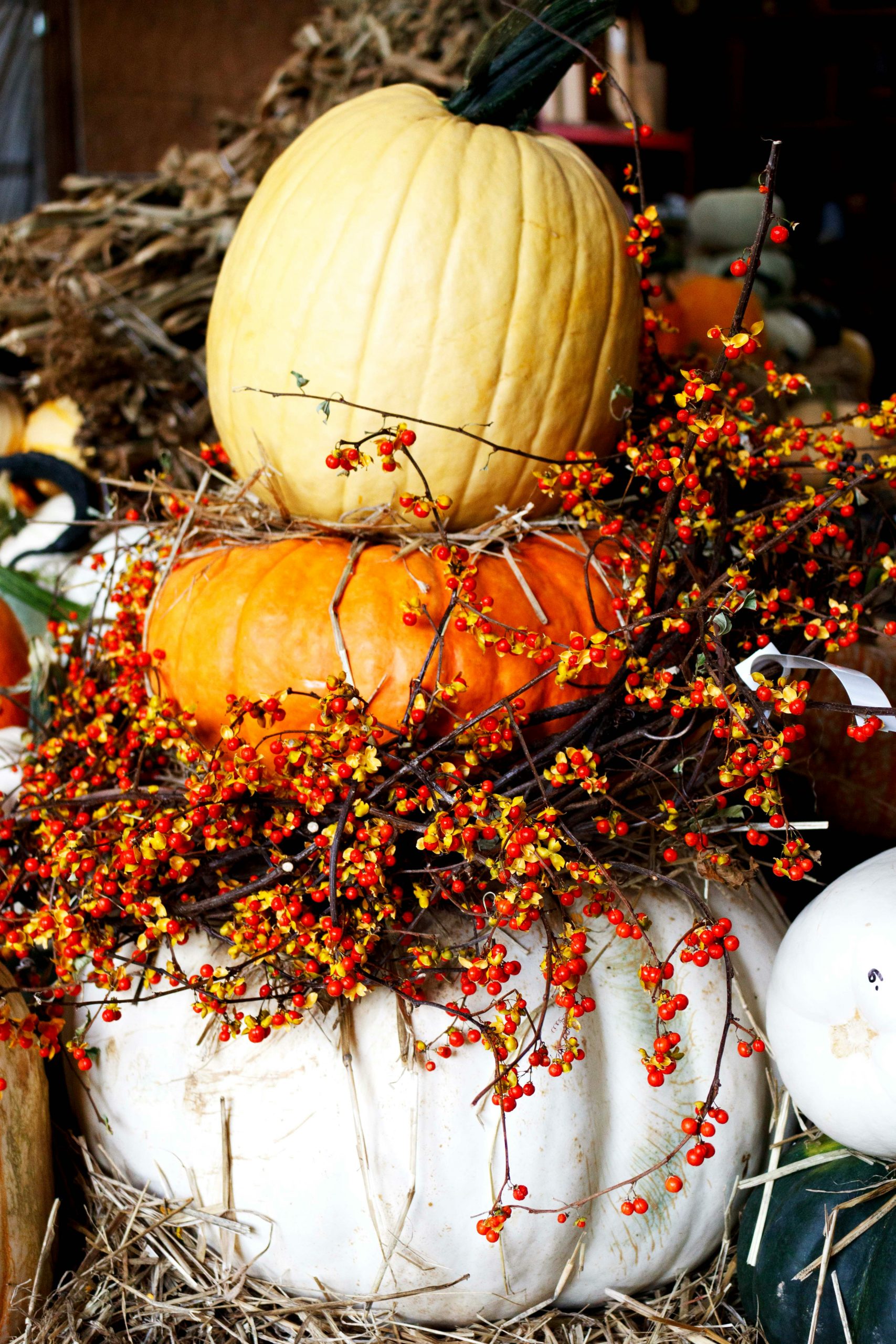 a display of pumpkins and gourds on hay