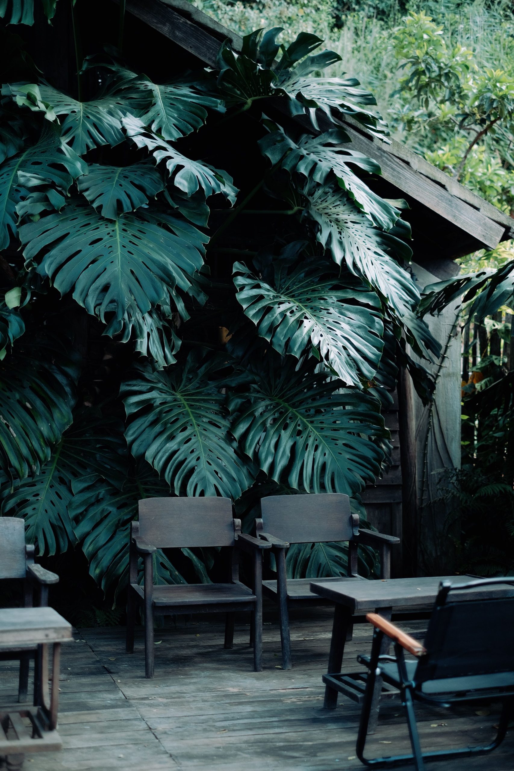 Charming outdoor patio with wooden furniture and large monstera leaves in a serene garden setting.