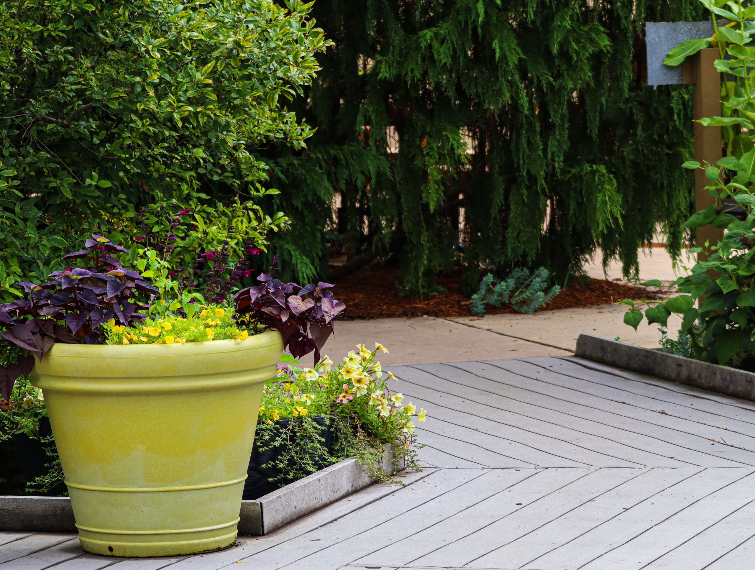 Colorful garden scene featuring a large yellow planter and diverse plants on a wooden deck.