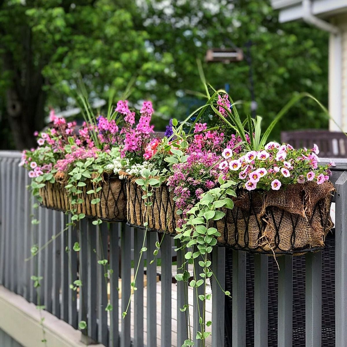 Creative Deck Planting Ideas for Your Home
