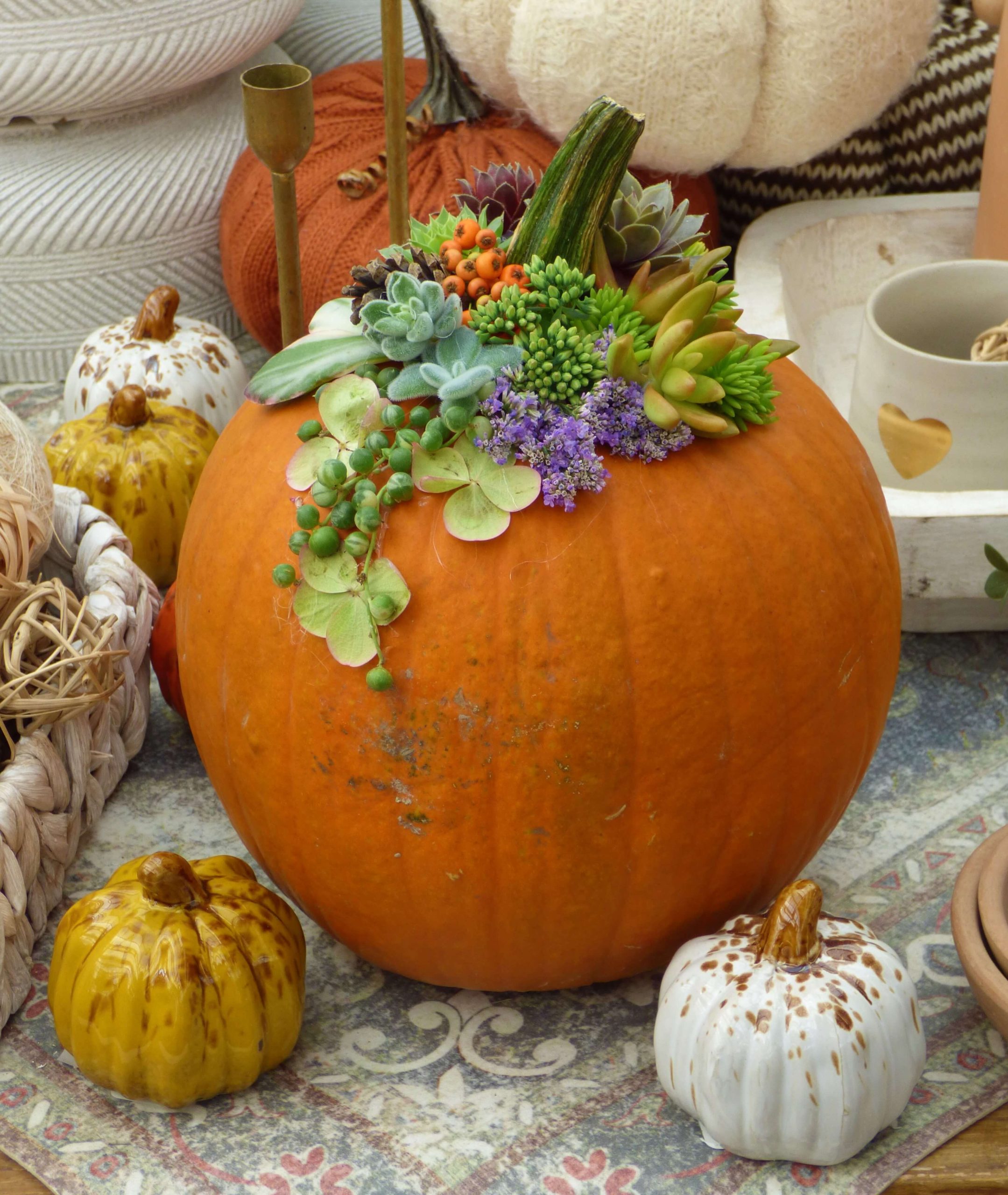 DIY Succulent Pumpkin Décor – Amsterdam Garden Centre