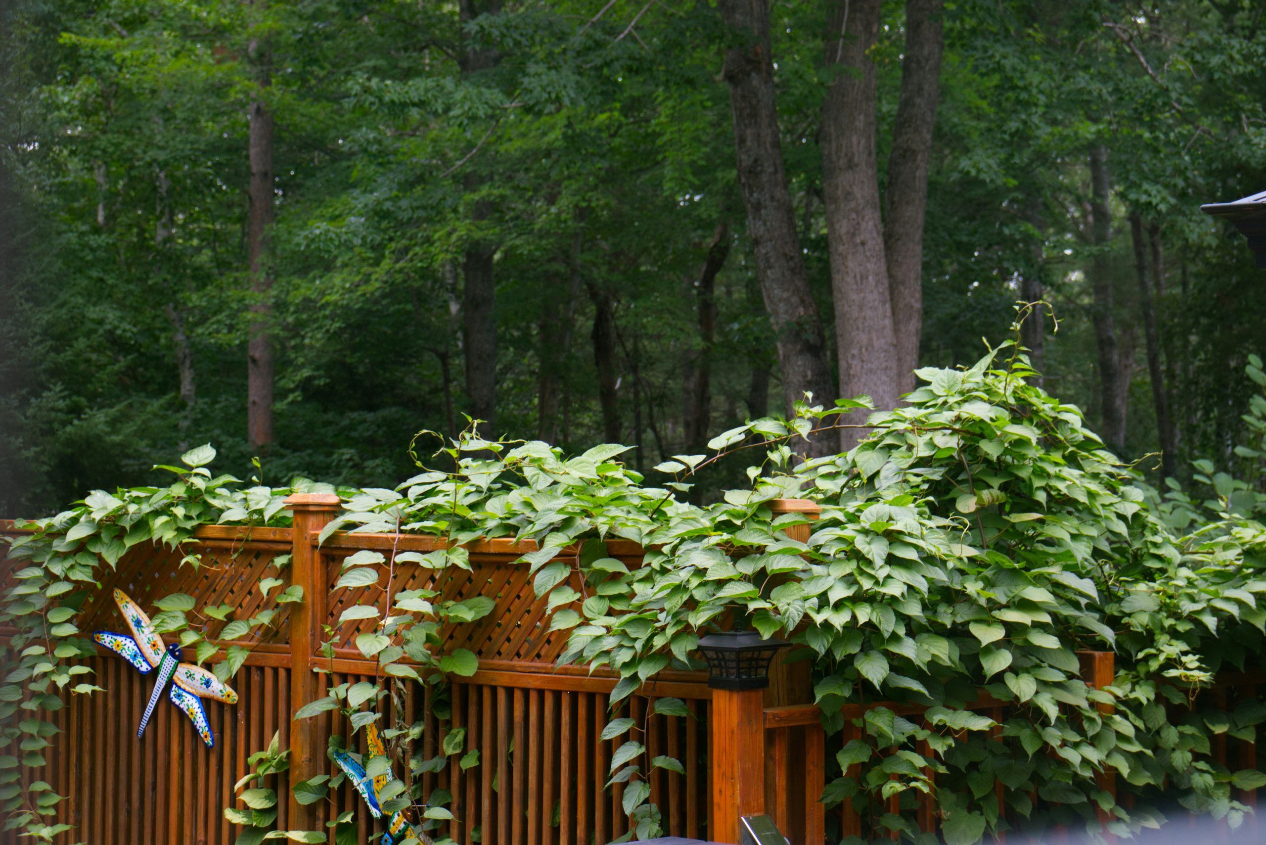 Green vines growing over a wooden deck railing