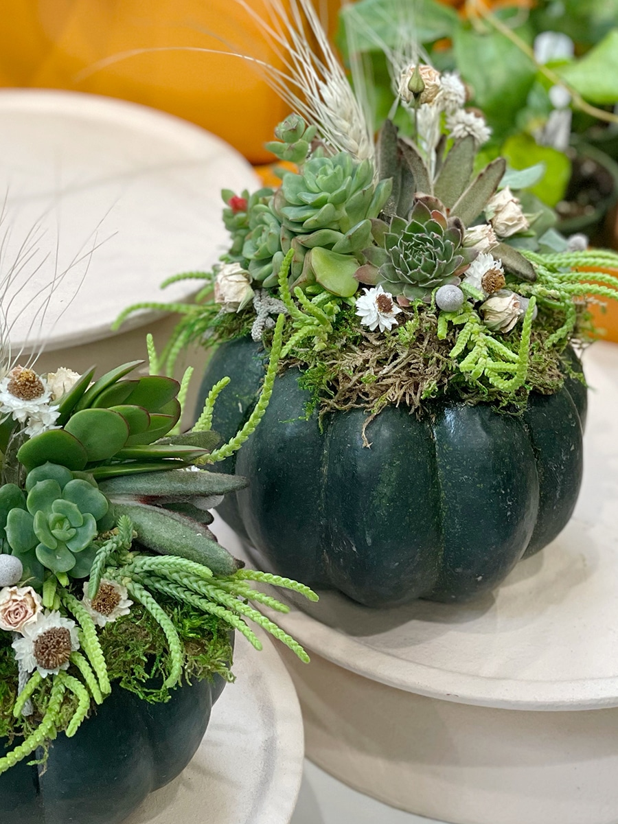 How to Create a DIY Succulent Pumpkin - 7 Dees