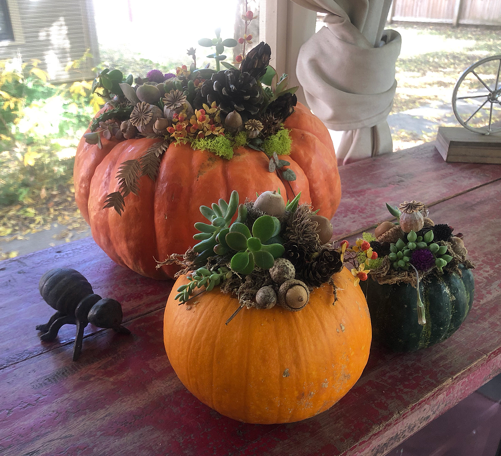 How to make a Succulent Pumpkin - grace grits and gardening