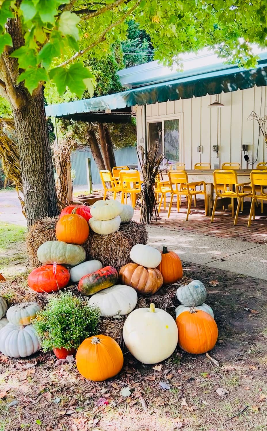 Just a Few Favorite Easy Pumpkin Ideas to Make and Enjoy! | Most Lovely Things