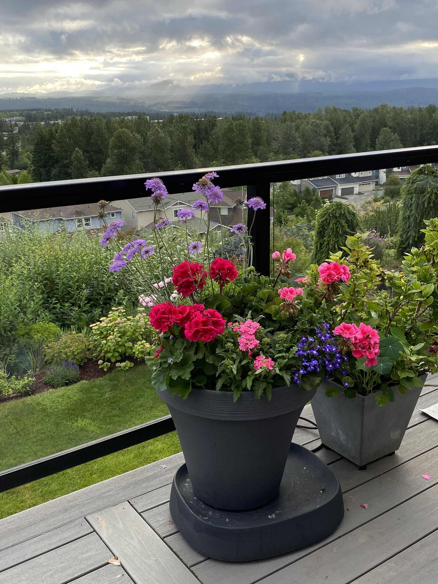 Moments of Delight...Anne Reeves: Delight on the Deck: Self Watering Containers are Incredible