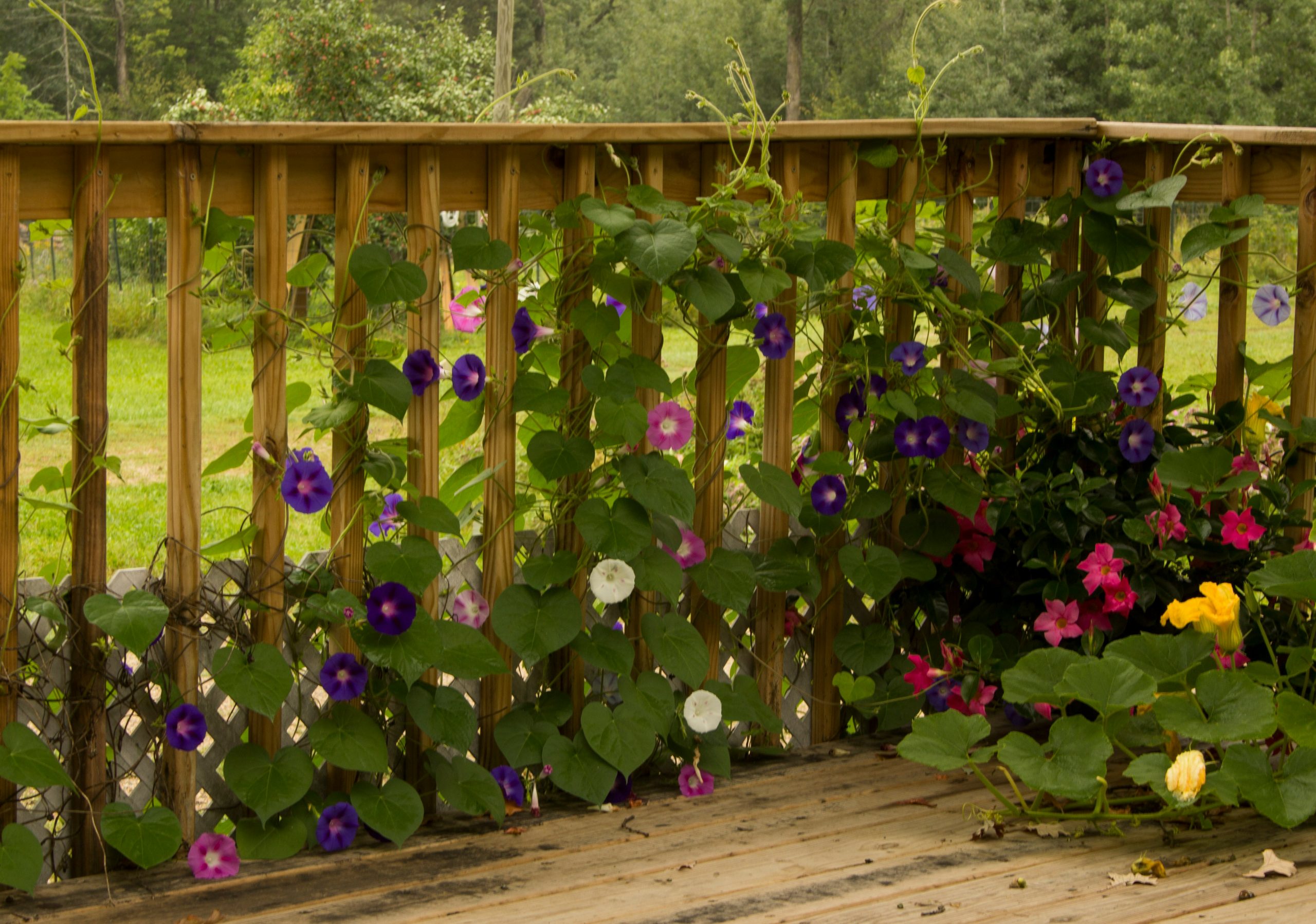 morning glories adorn a deck amongst other flowers and a flowering squash. A splash of colors and greenery spice up summers view.