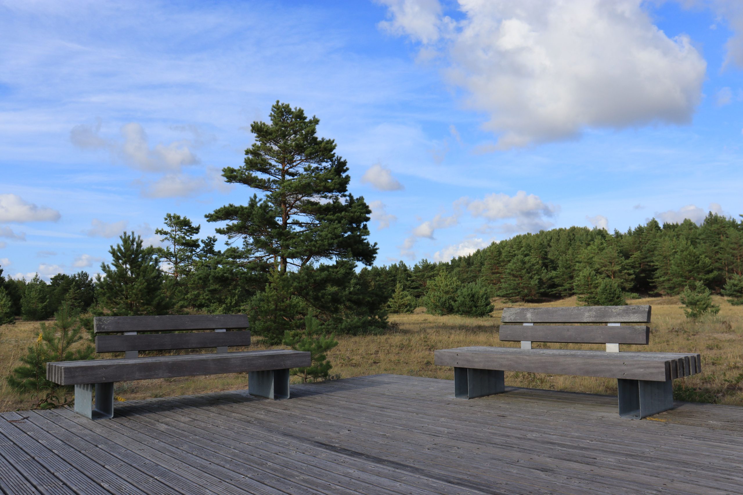 Two wooden benches on a deck with a scenic view of a pine forest under a clear blue sky.