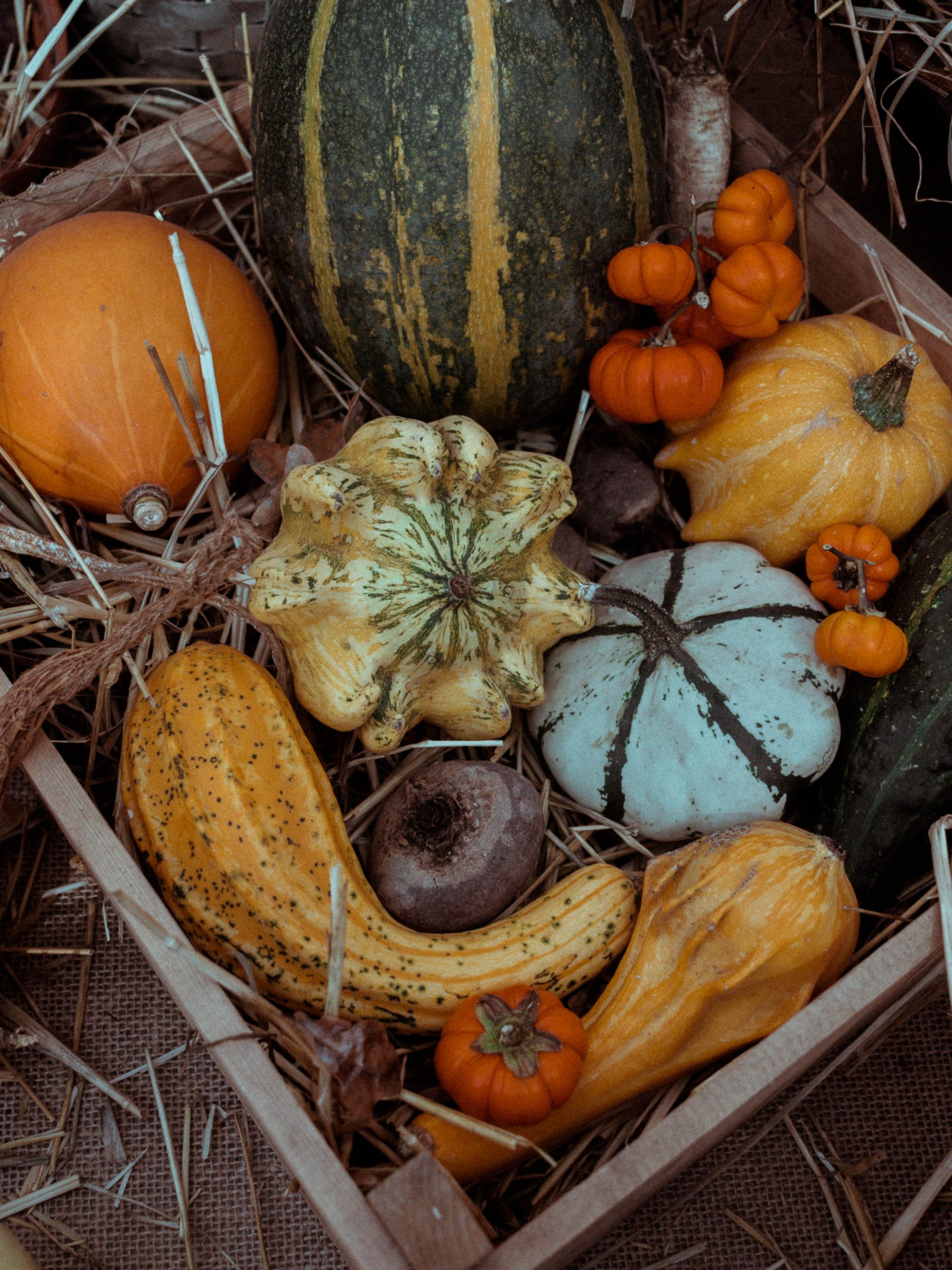 Various autumn gourds and pumpkins arranged in a rustic box, ideal for fall themes.