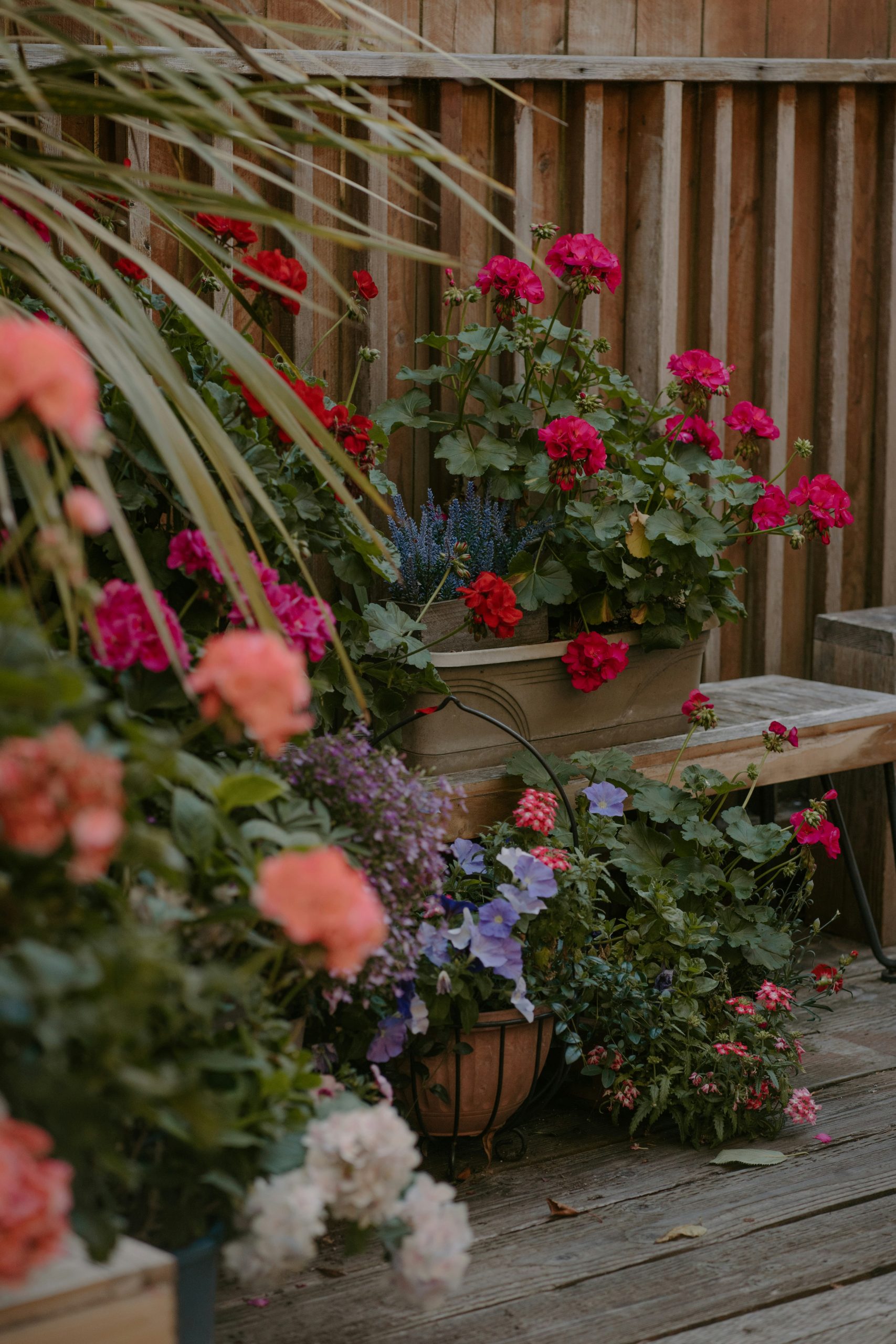 Vibrant pink and red flowers bloom on a wooden patio
