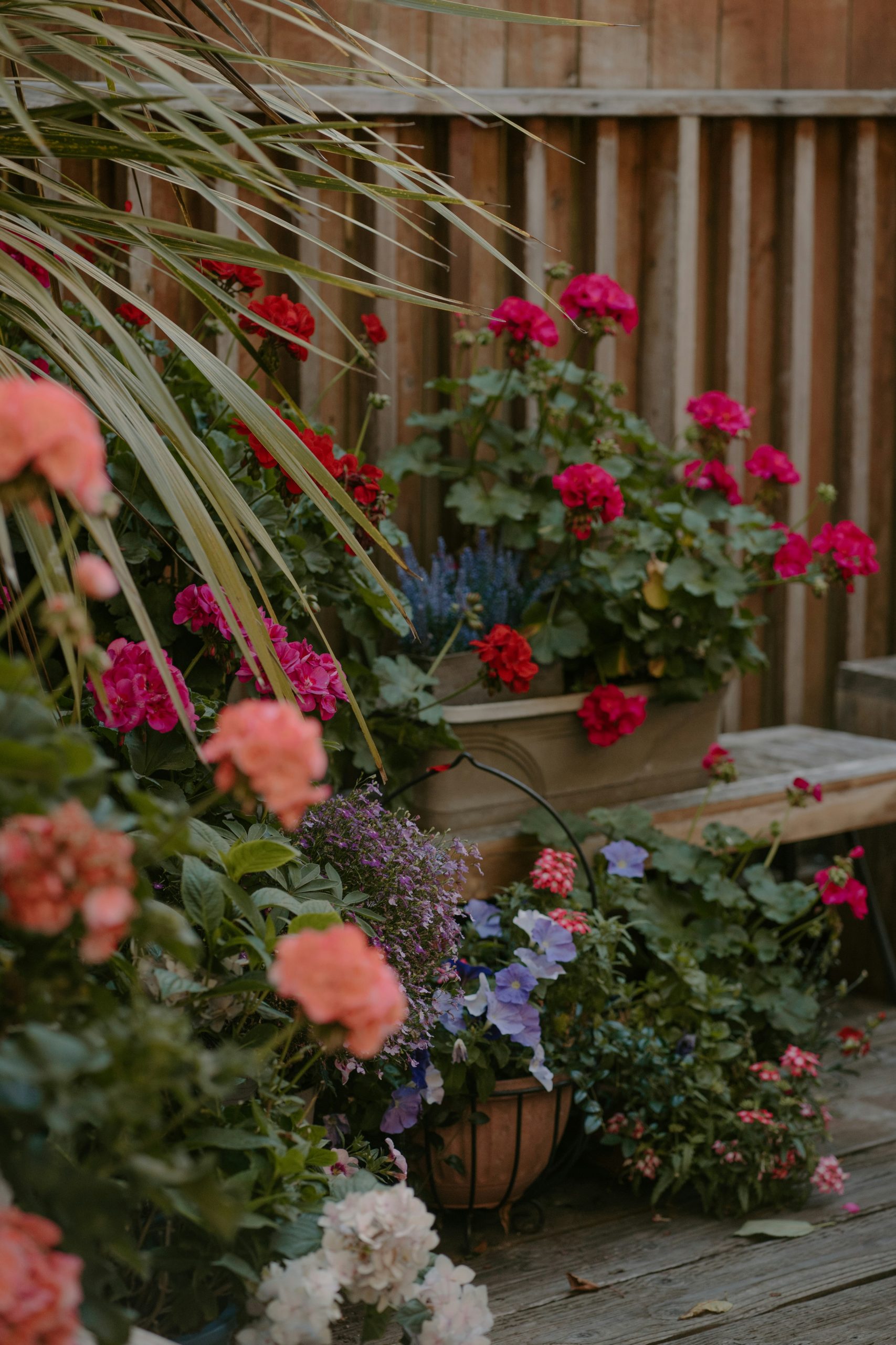 Vibrant potted flowers and green plants on a wooden deck