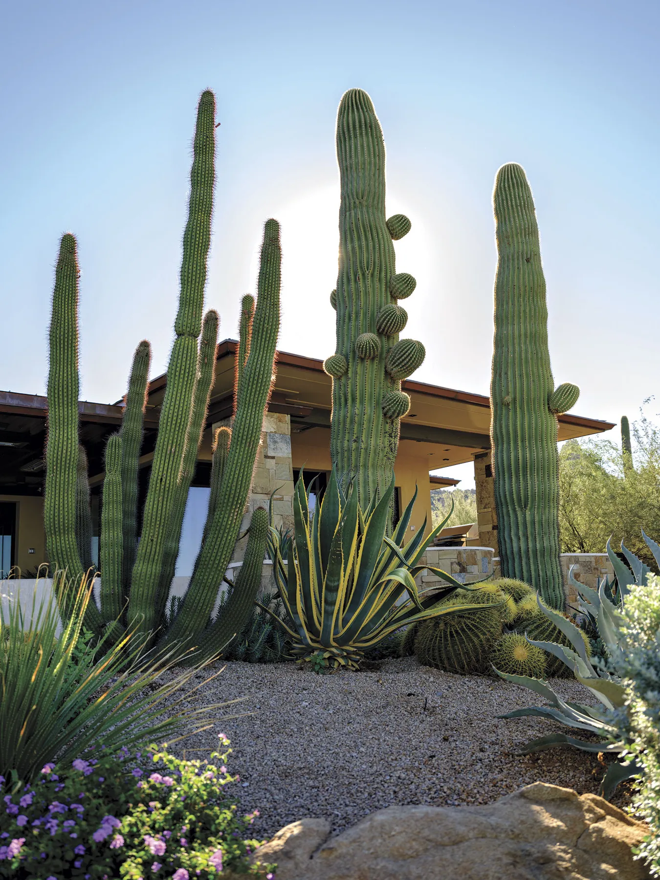 A Home's Dense Desert Landscape Transforms into a Sonoran Masterpiece - Phoenix Home & Garden