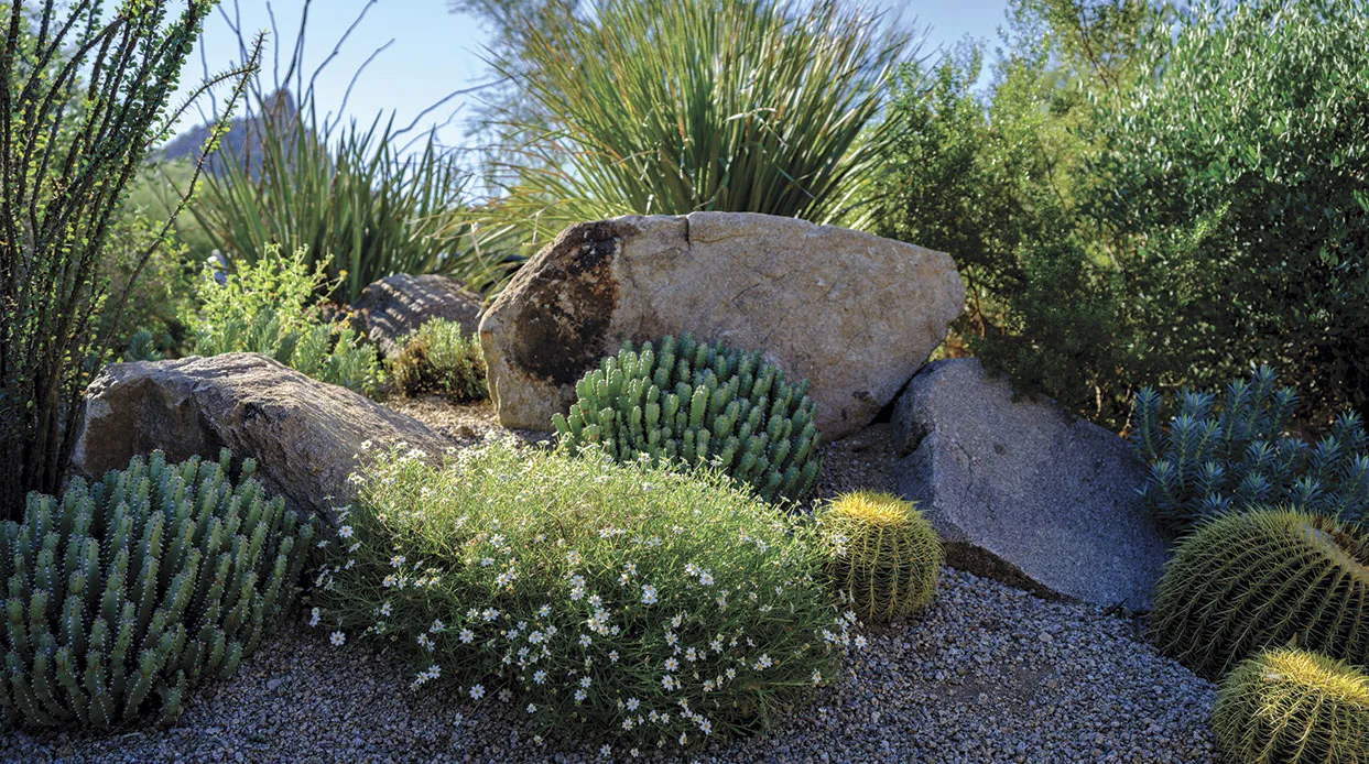A Home's Dense Desert Landscape Transforms into a Sonoran Masterpiece - Phoenix Home & Garden