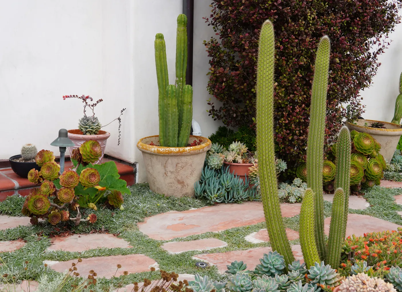 Charming outdoor garden with diverse cacti and succulents in elegant pots.