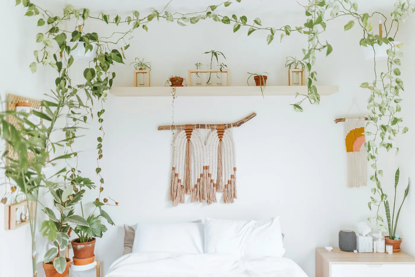 Houseplants draped above my bed